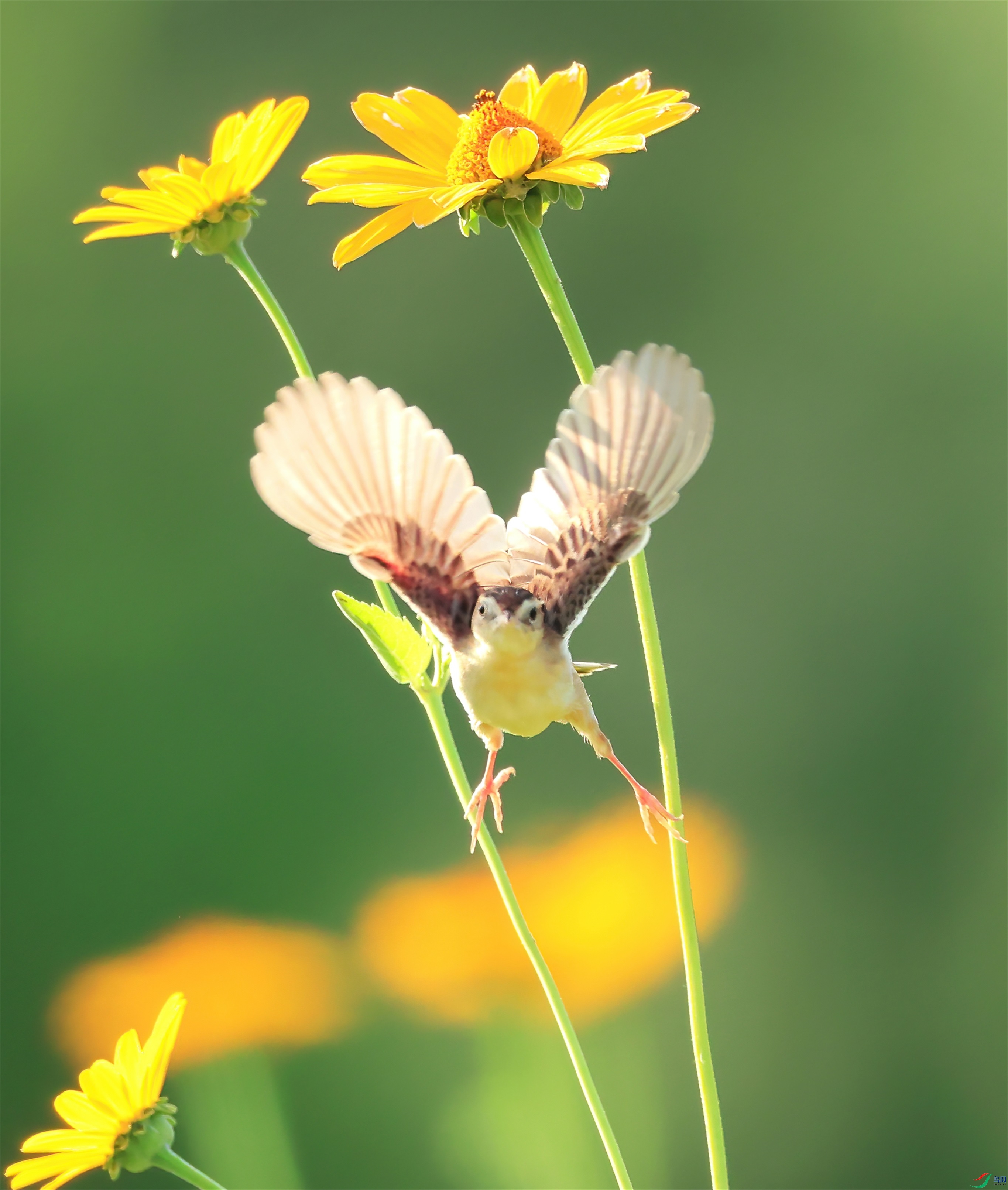 333-DeNoiseAI-standard - ���� (3).jpg