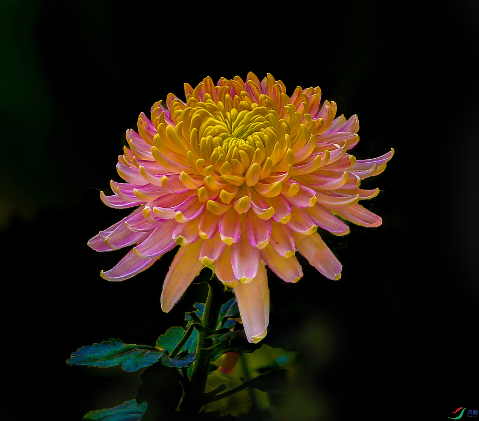 000002U9A0314 ������� 1000k.jpg