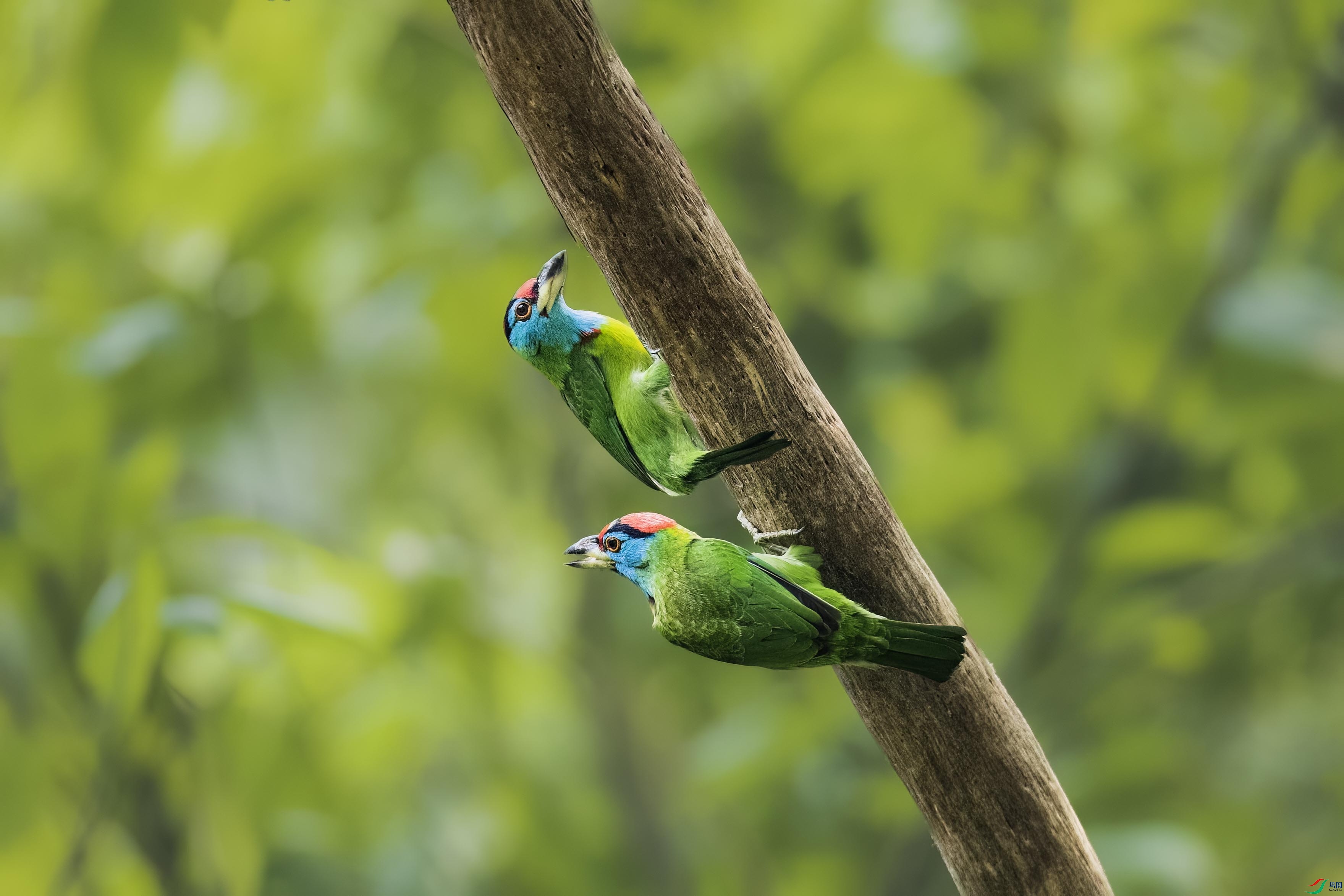 ��������ľ��