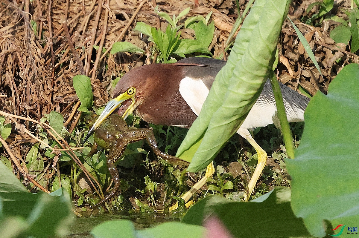 1P3A7411.JPG