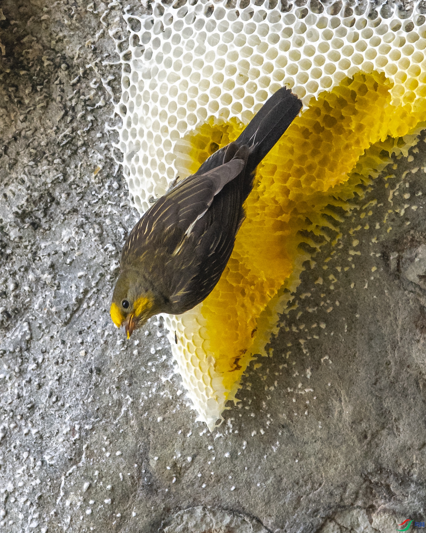 1583 ����.jpg