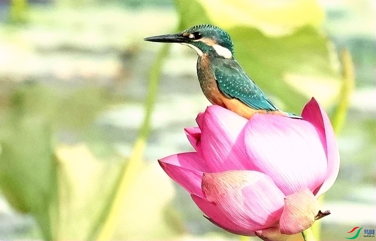 1P3A5903.JPG