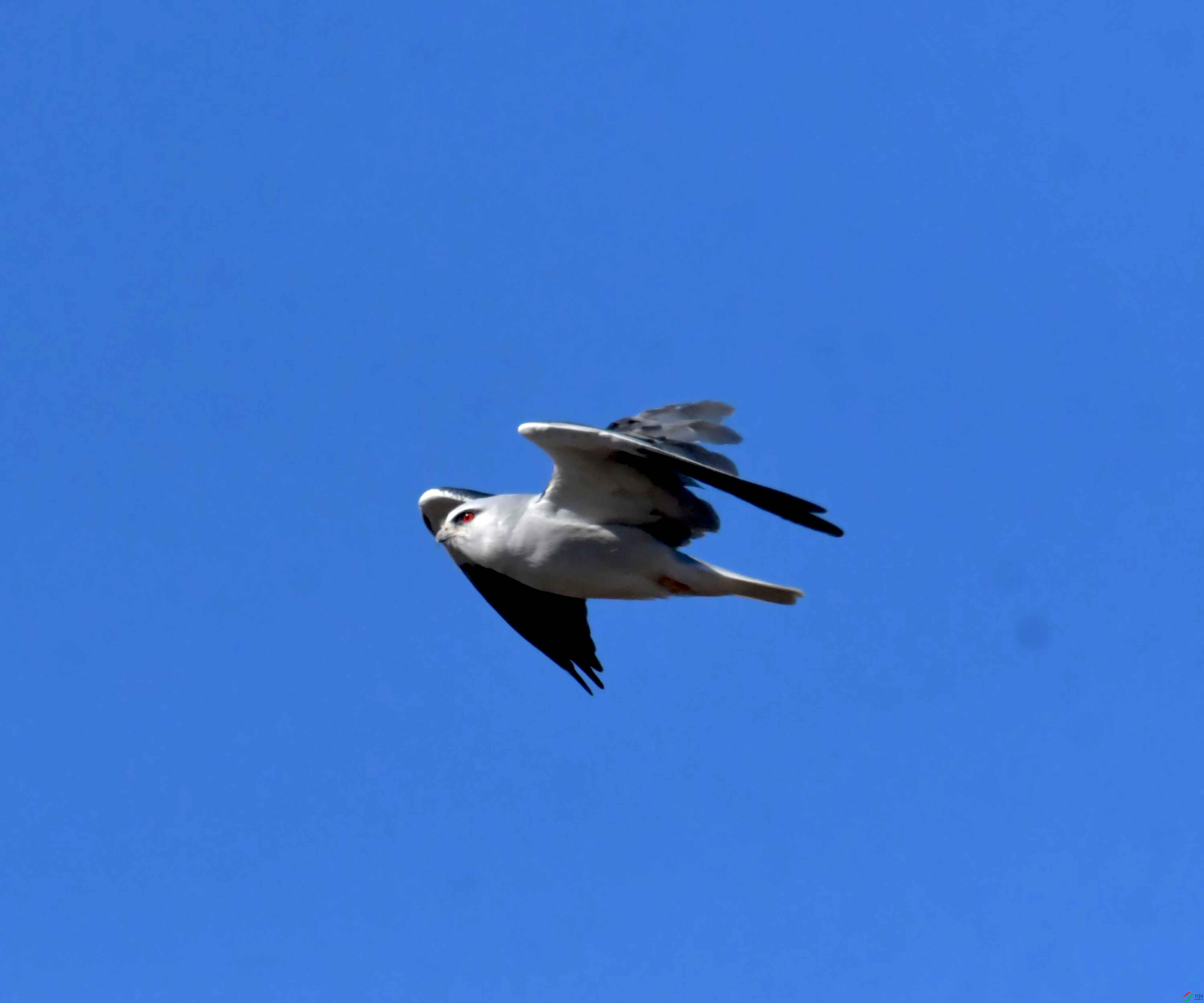 DSC_0988.JPG