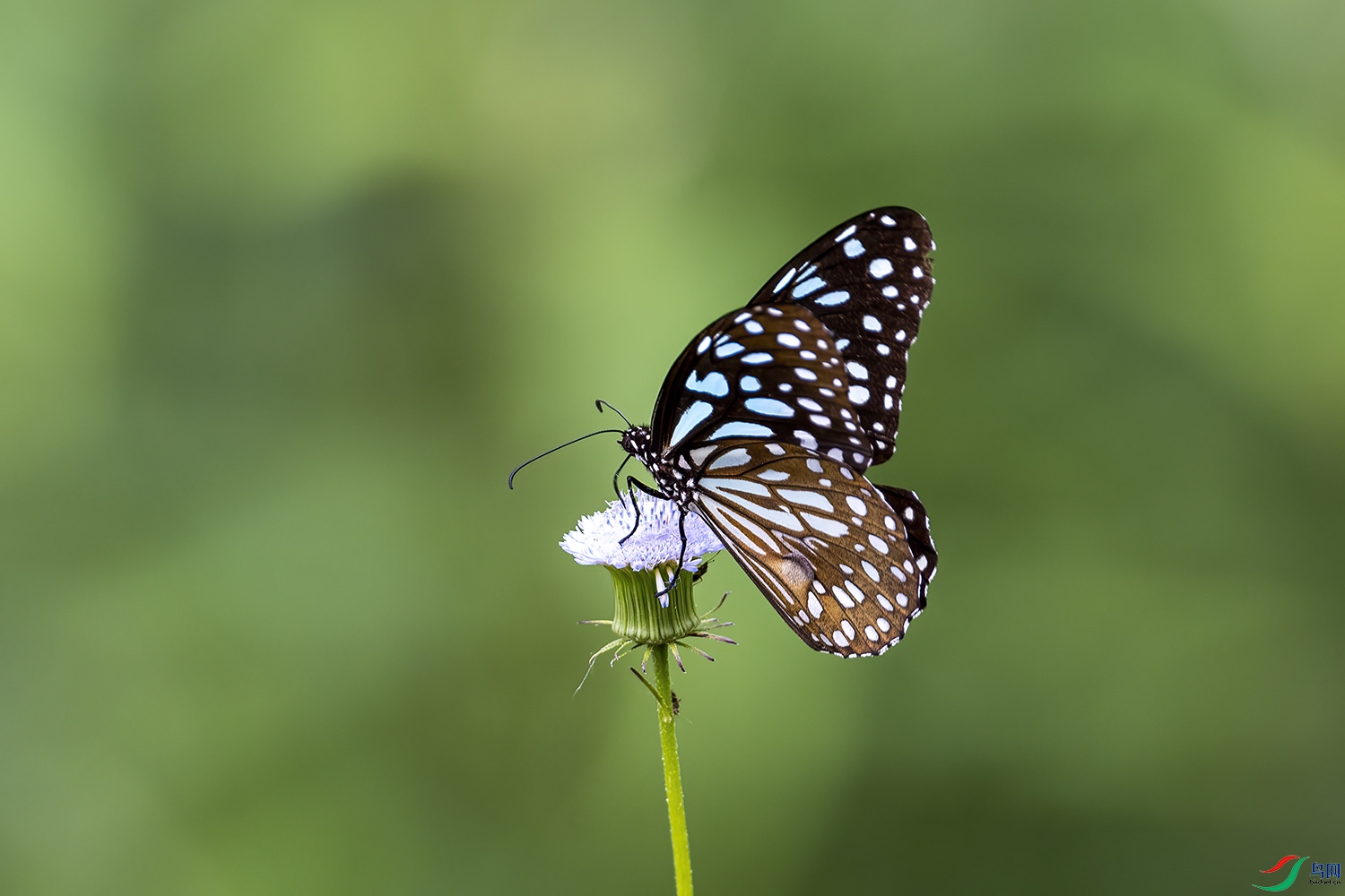 P6130372-����ߵ�.jpg
