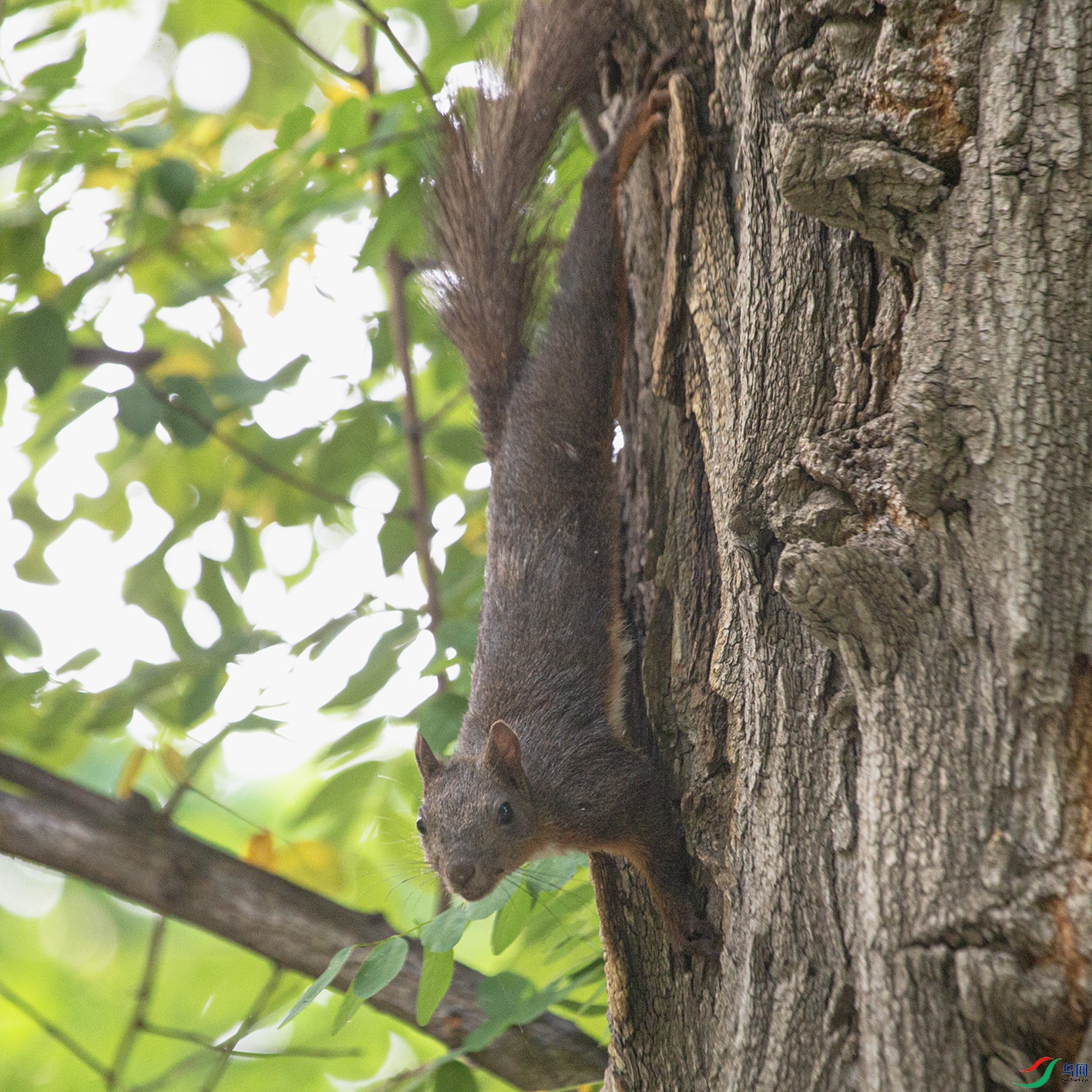 _MG_5716 ����.jpg