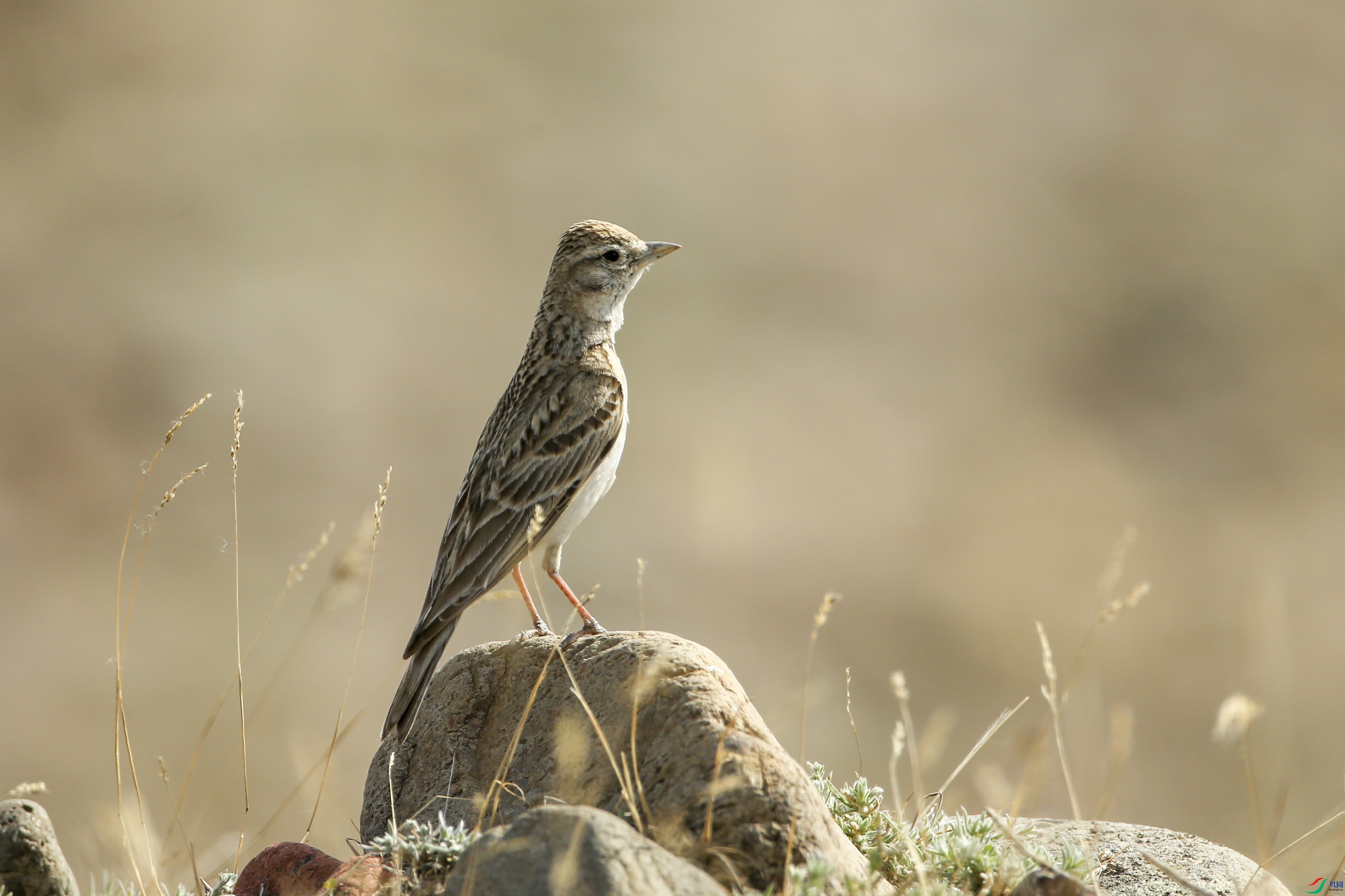 AB1I2027 ����.jpg