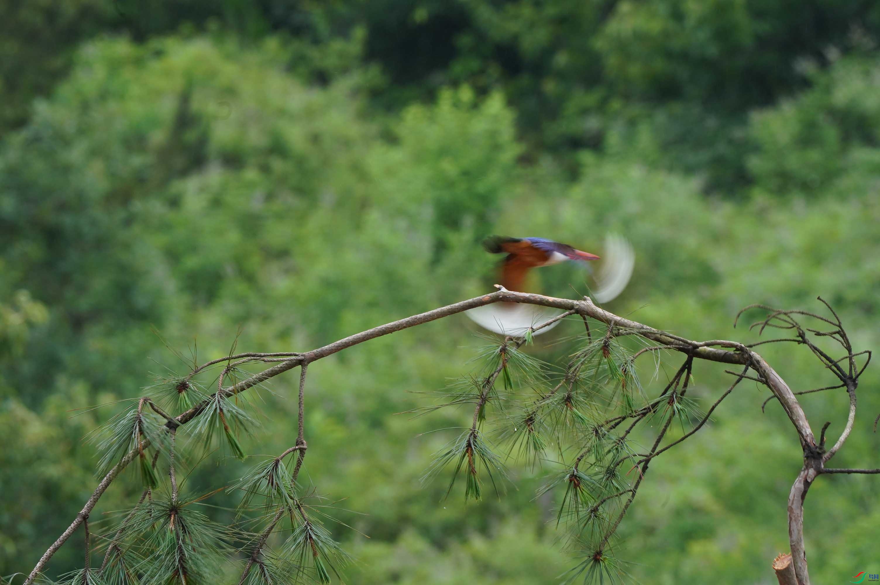 DSC07108 ����.jpg