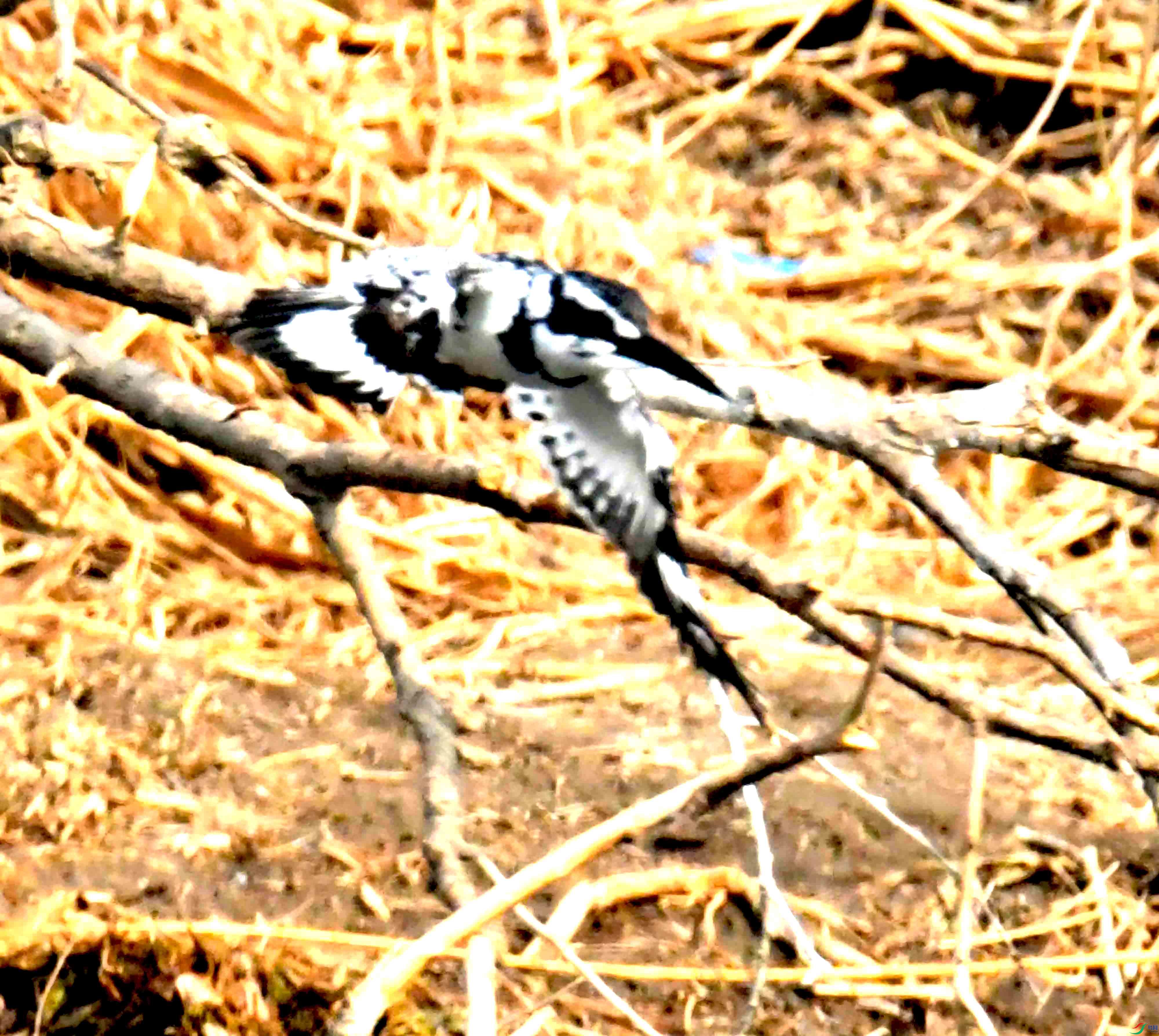 DSC_0887.JPG