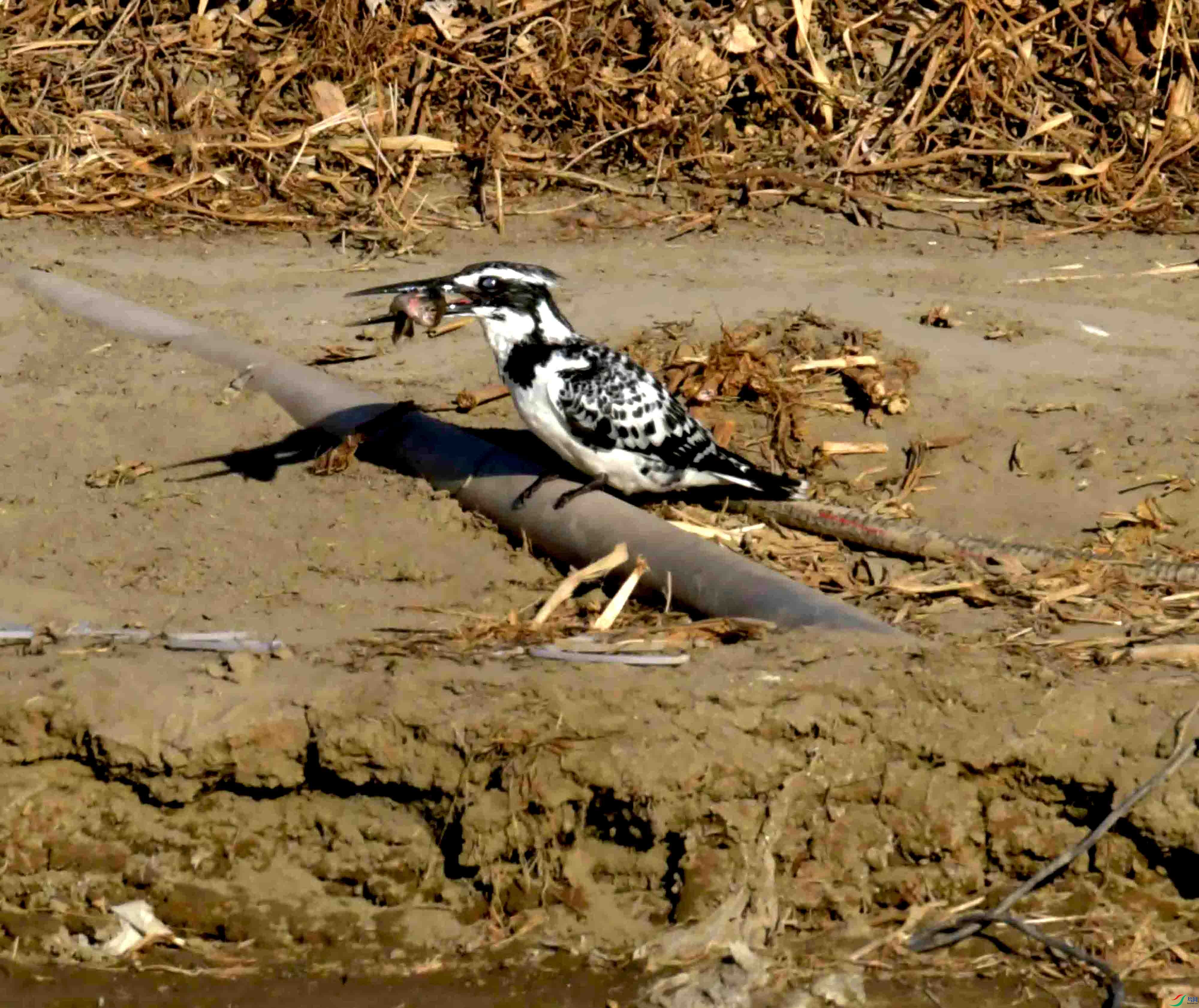 DSC_1038.JPG