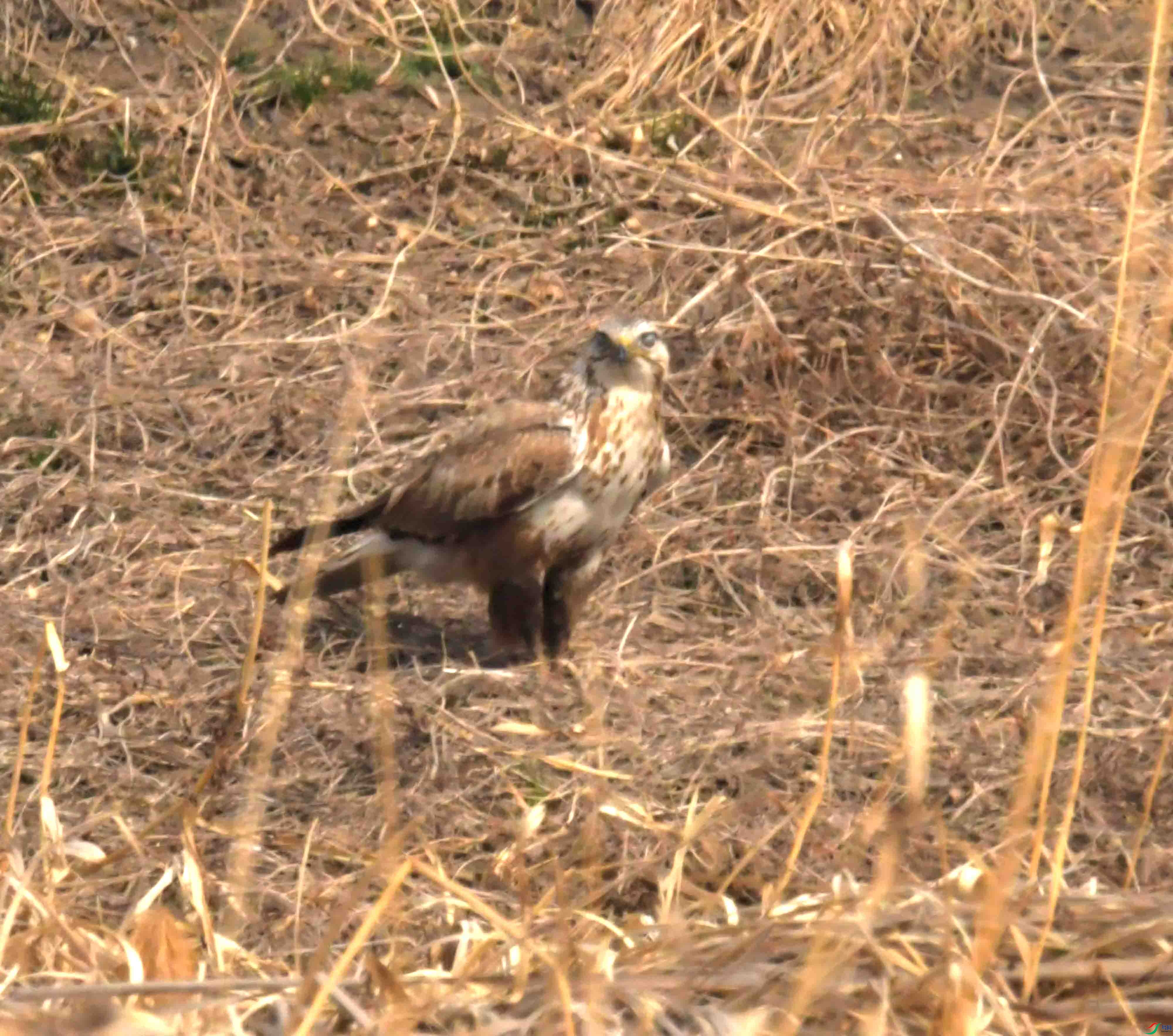 DSC_2267.JPG