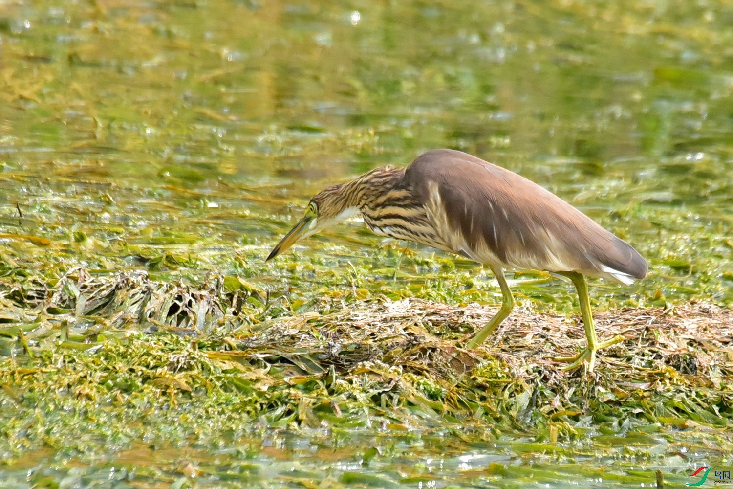 DSC_9948.JPG