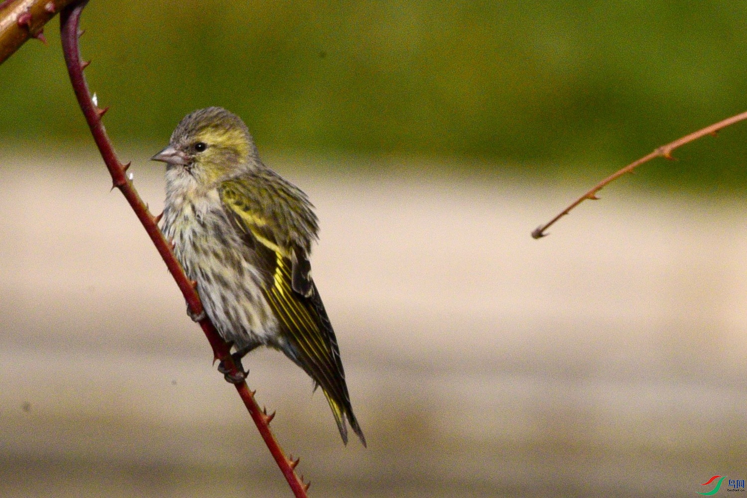 DSC_0477.JPG