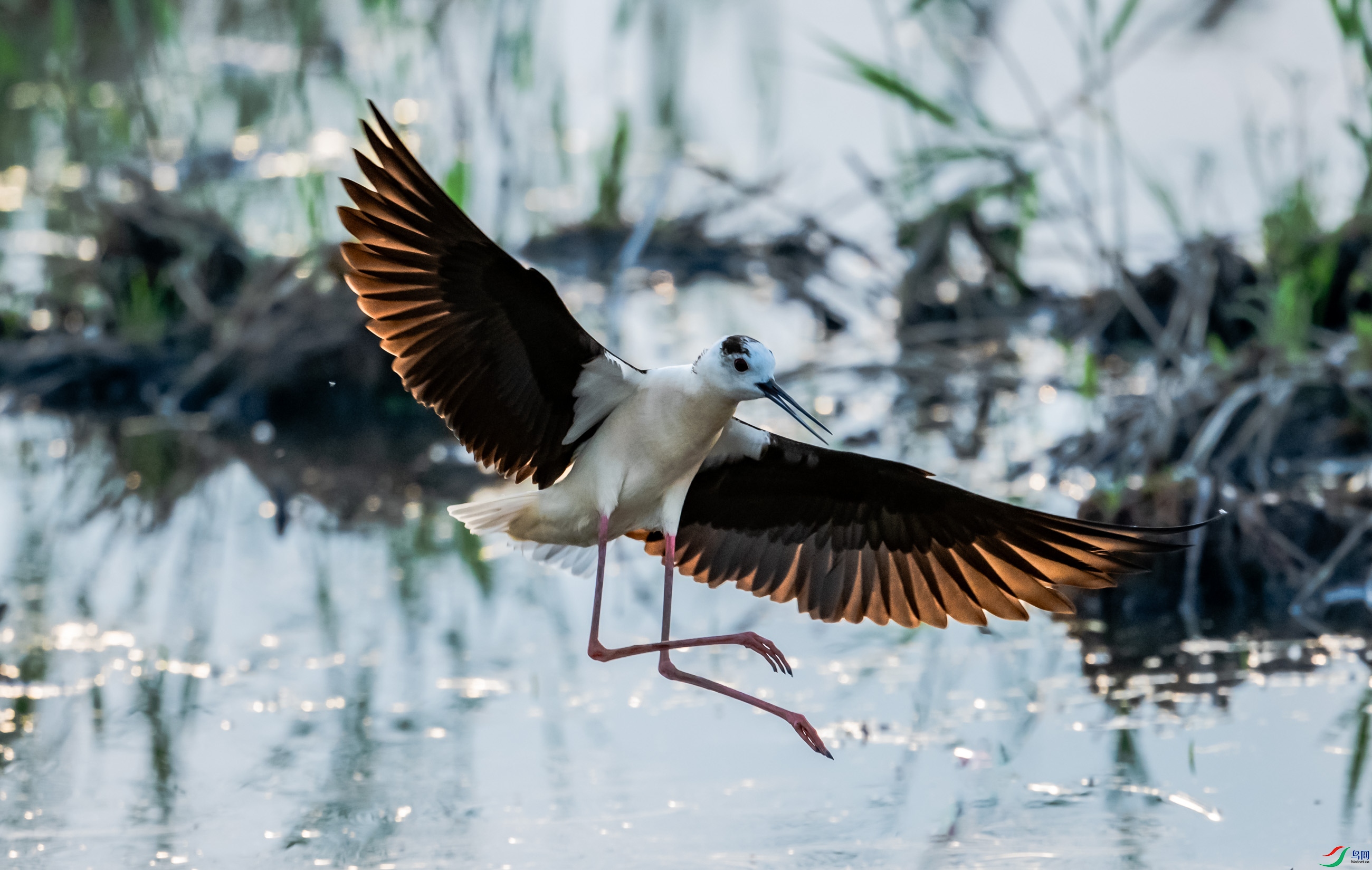 �ڳ᳤����