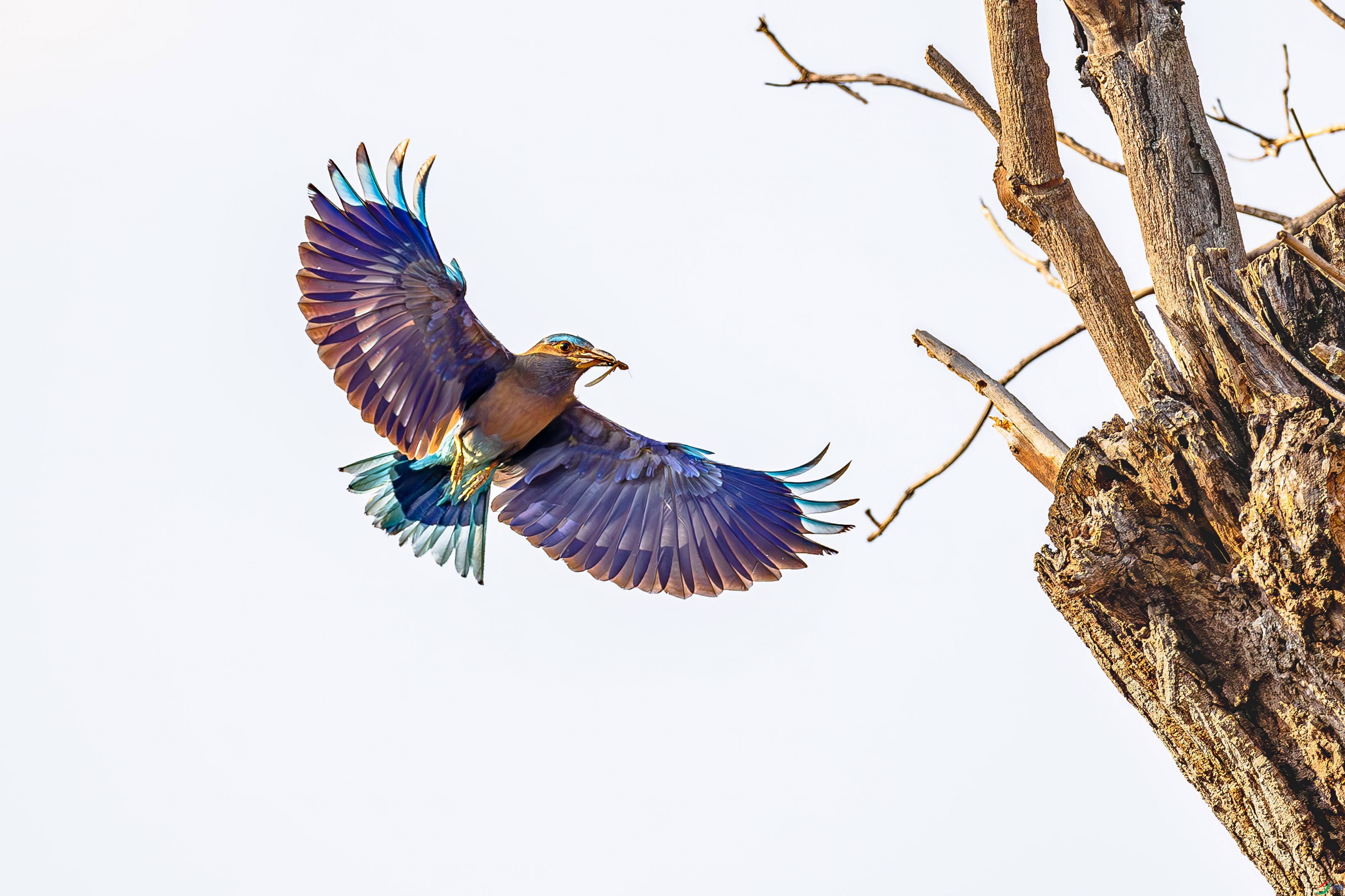 ���ط�ɮ����