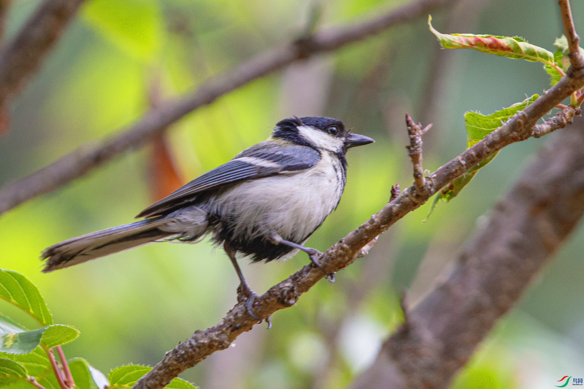 _MG_5965 ����.jpg