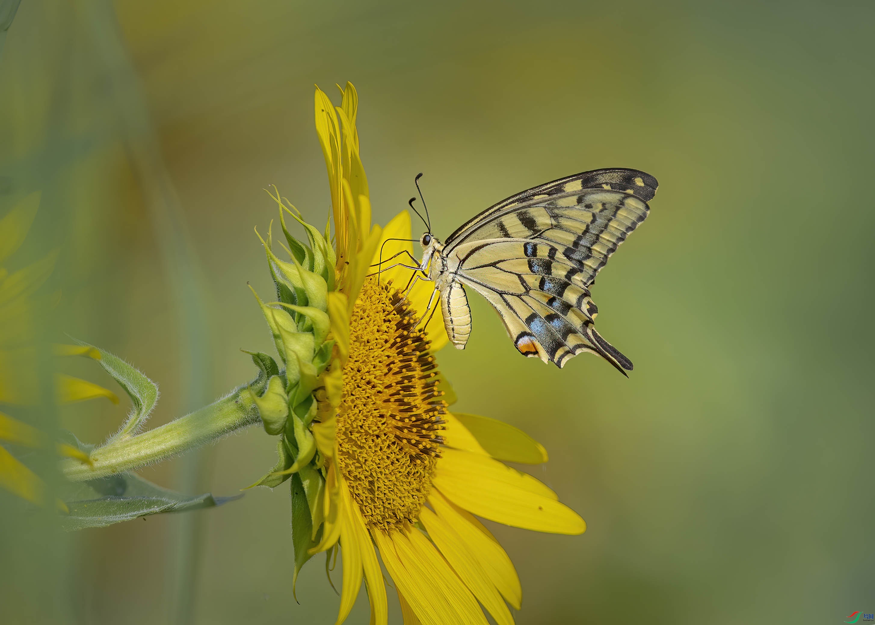 DSC_5924 ����.jpg