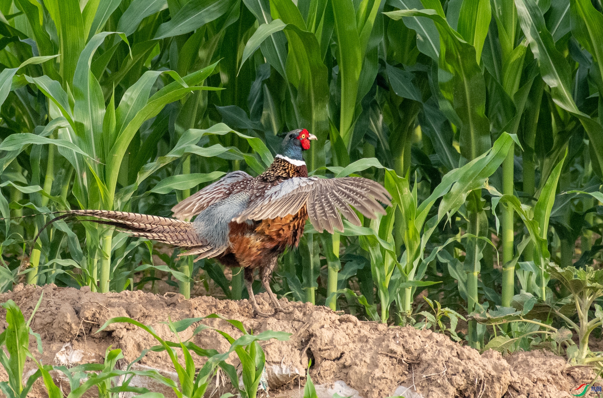 DSC_0372.jpg
