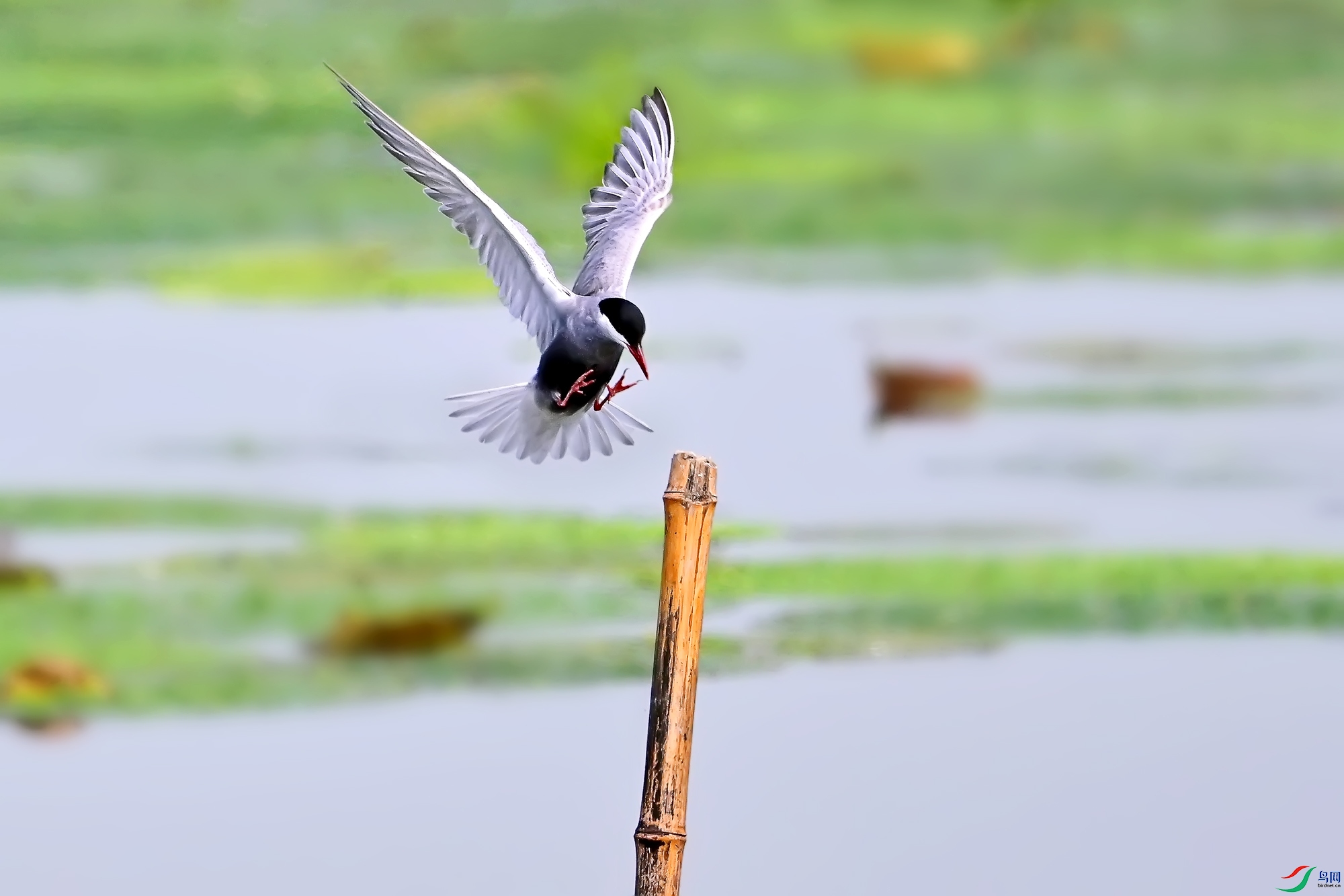 DSC_4817.jpg