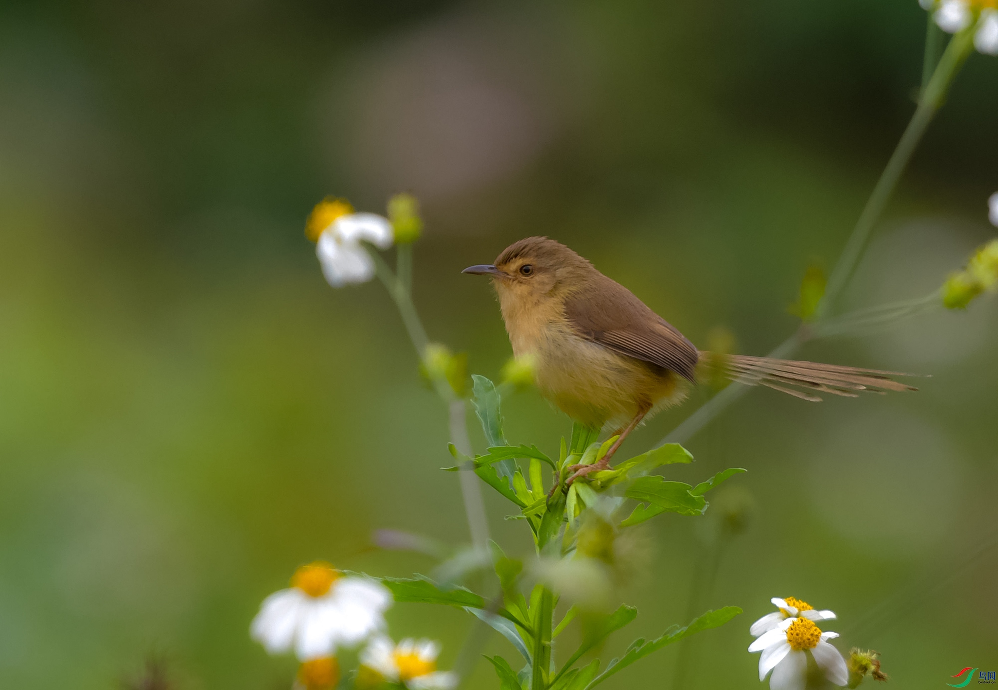 DSC_4011.JPG