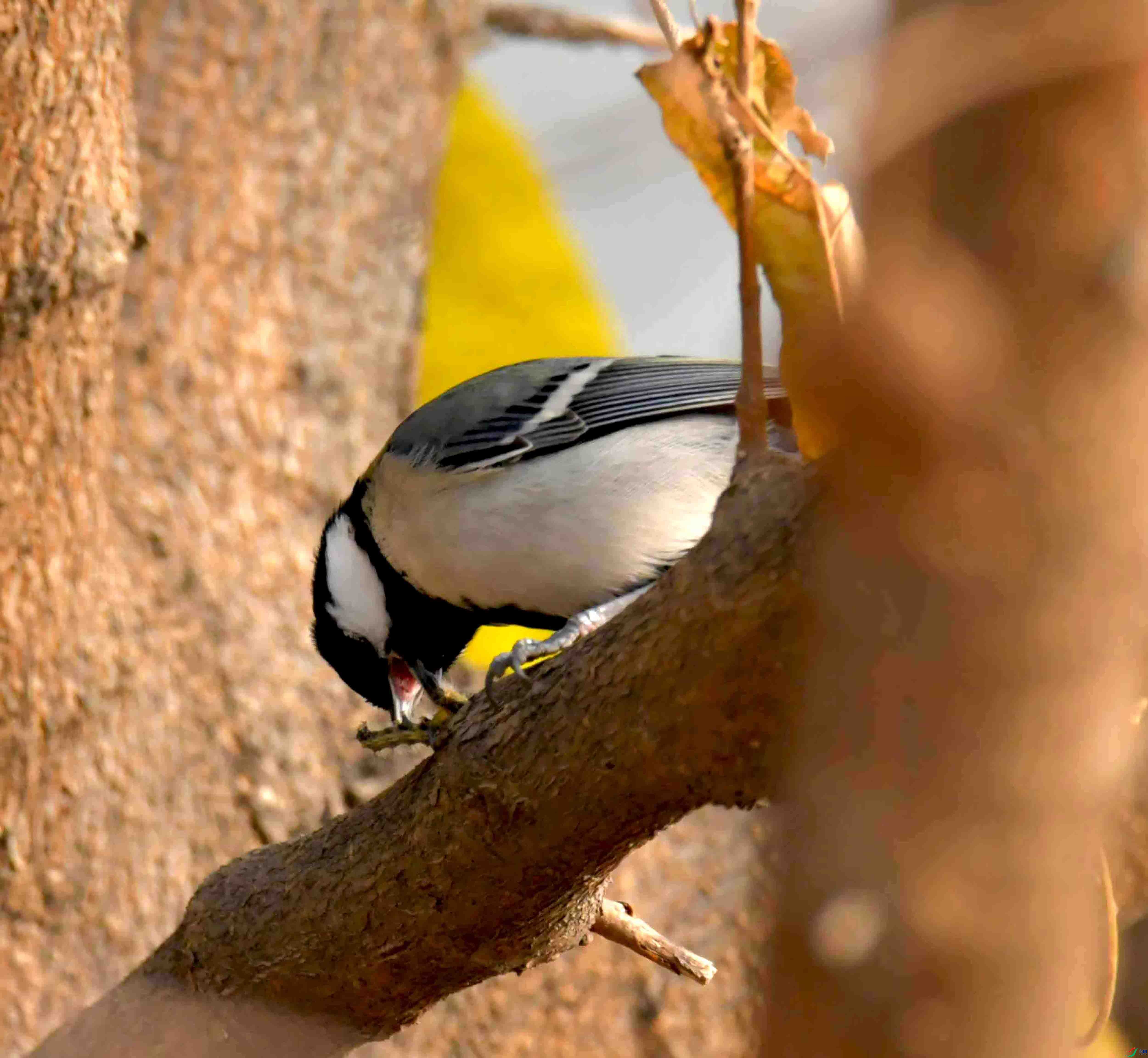 DSC_2053.JPG
