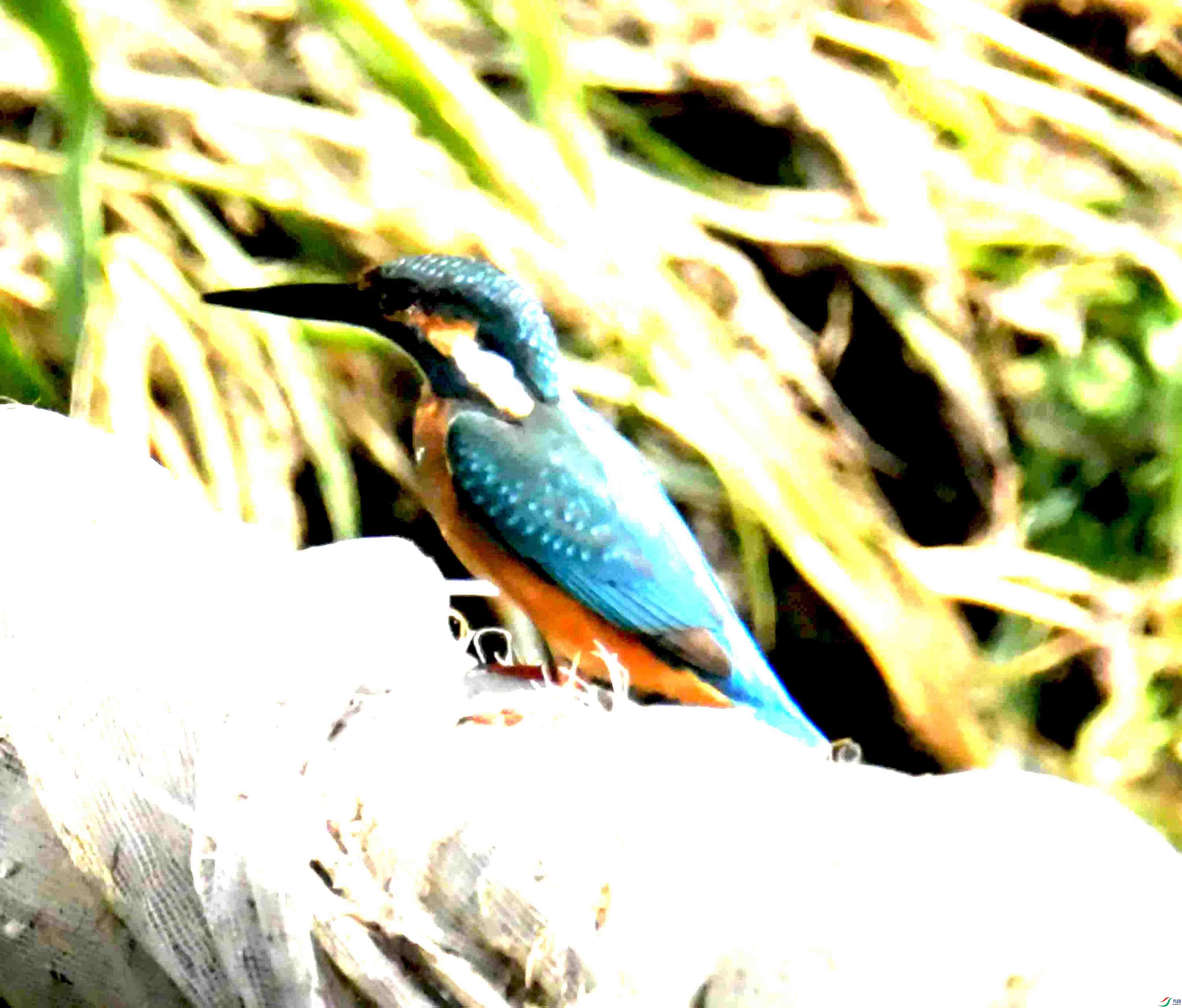 DSC_2367.JPG