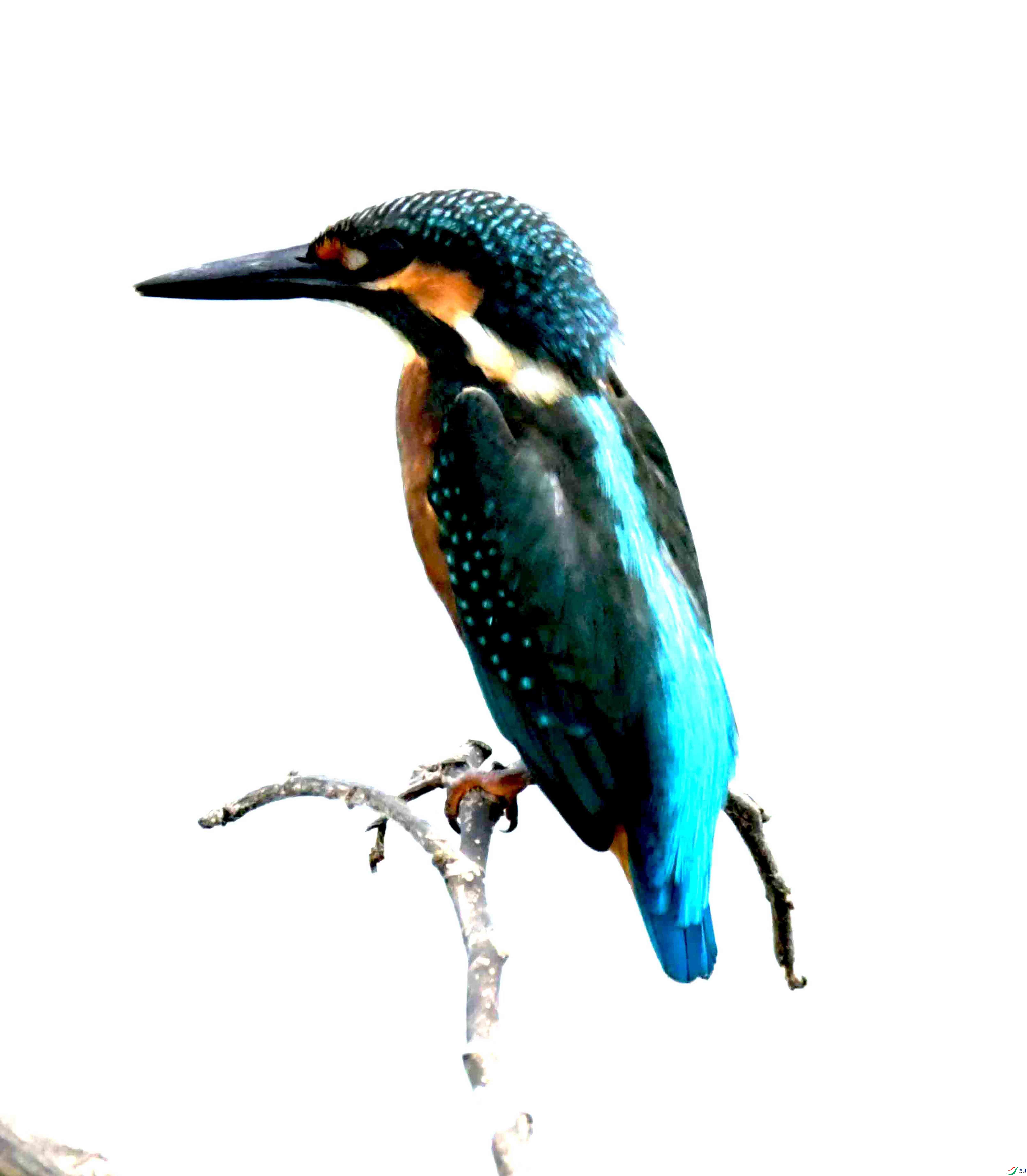 DSC_2592.JPG