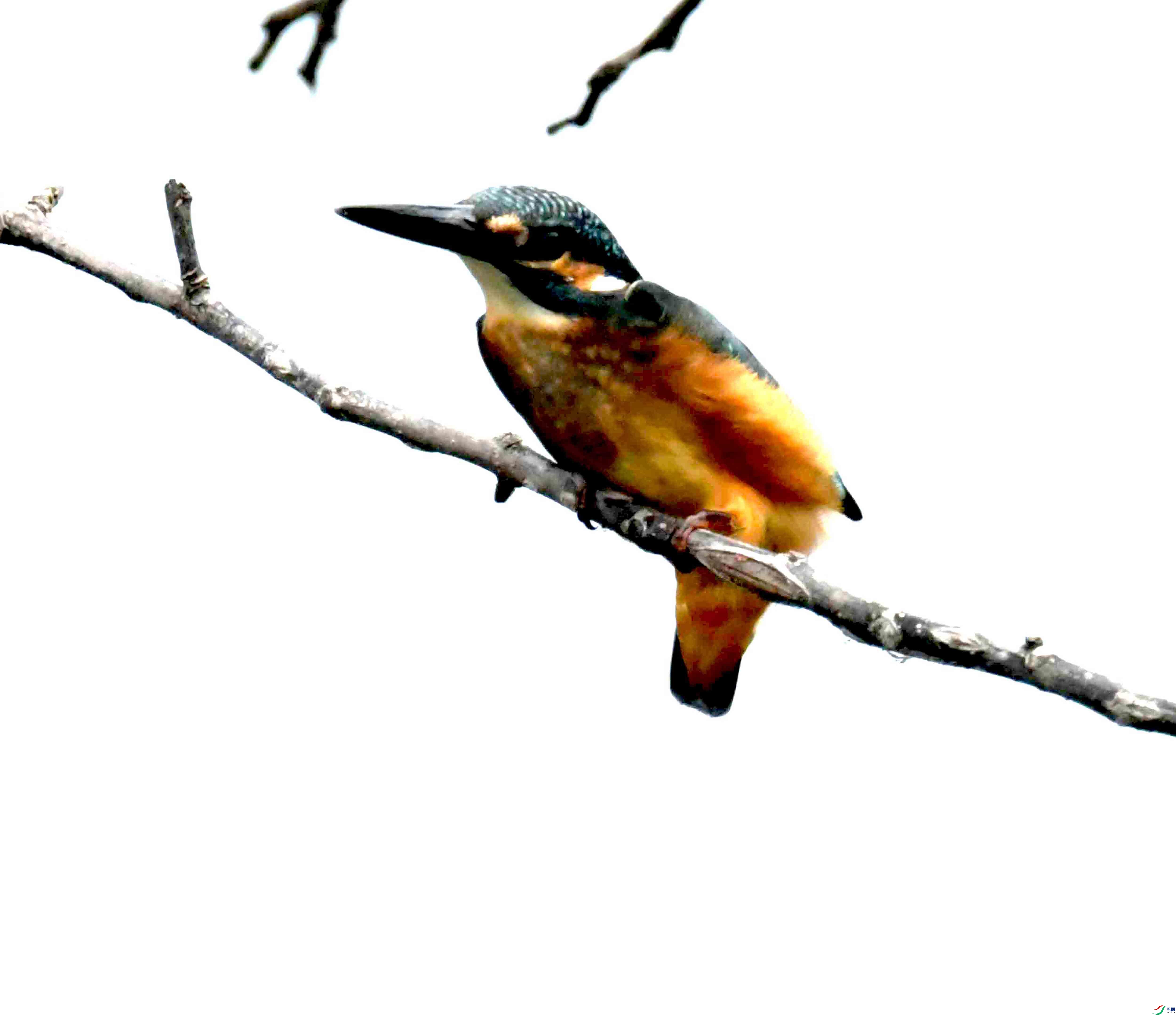 DSC_2597.JPG