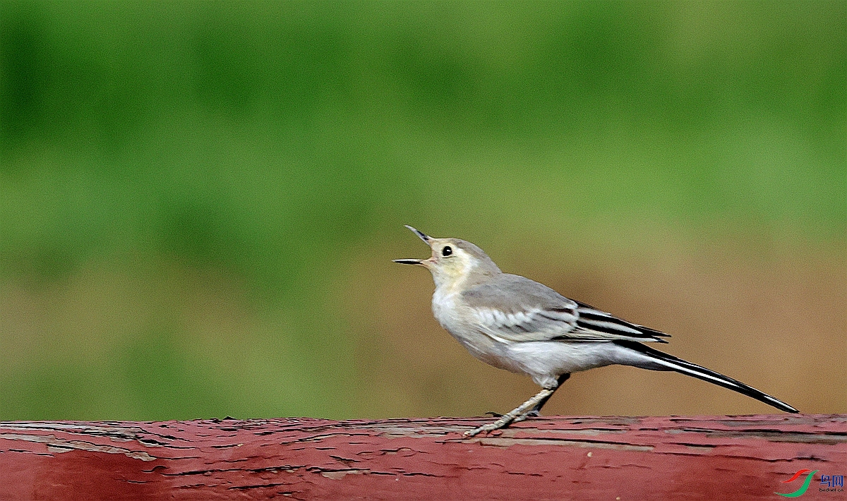 1P3A0416.JPG