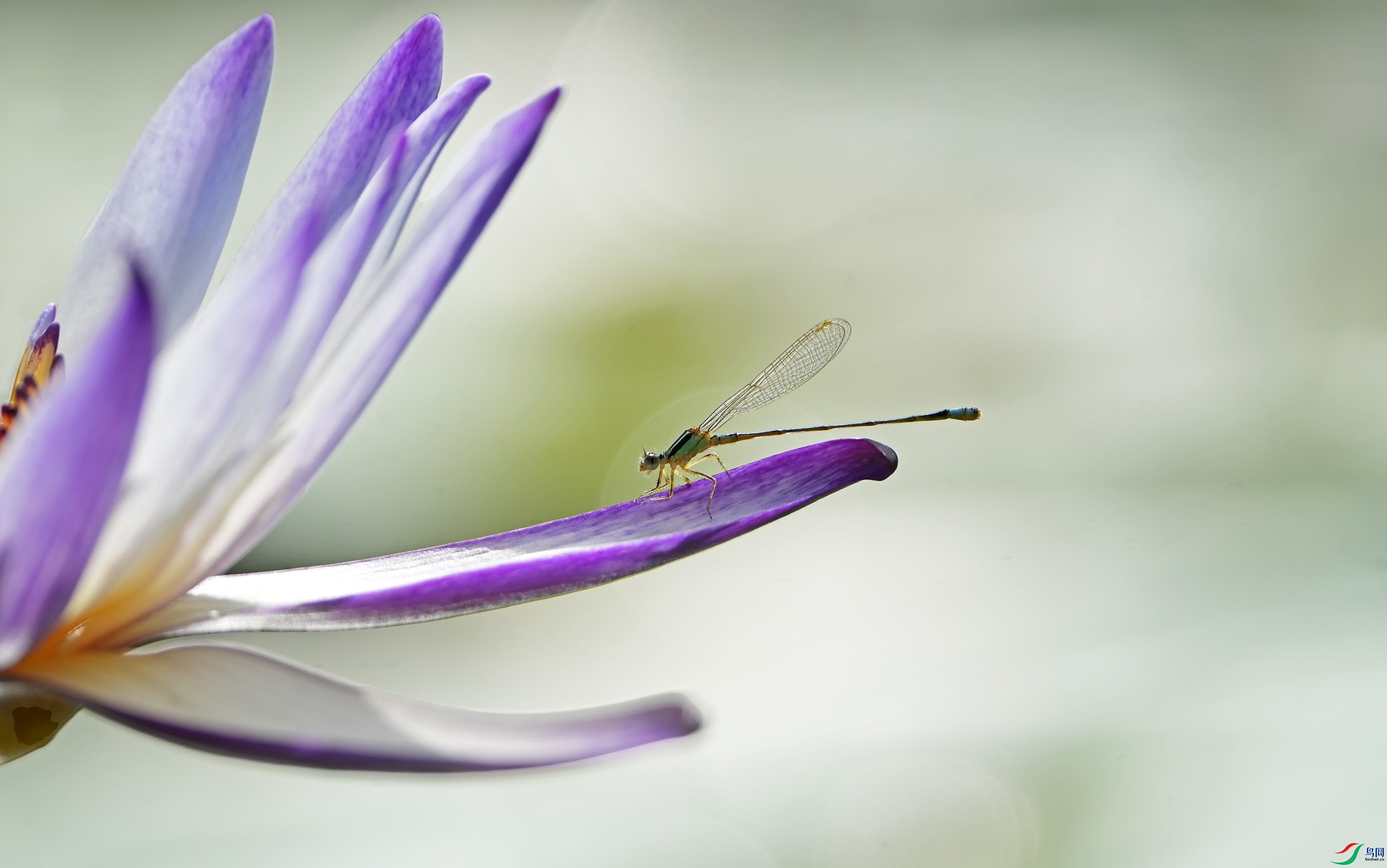 DSC00294 ����.jpg