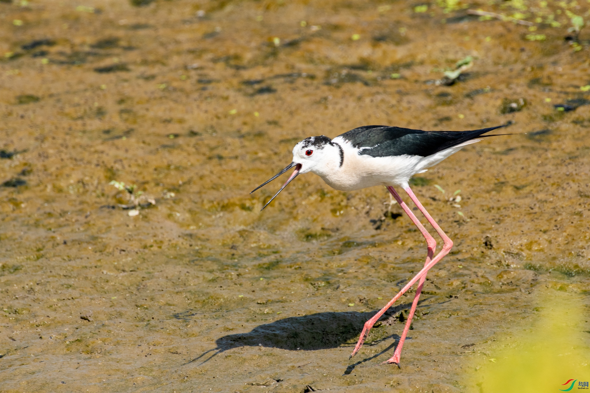 DSC_9672.jpg