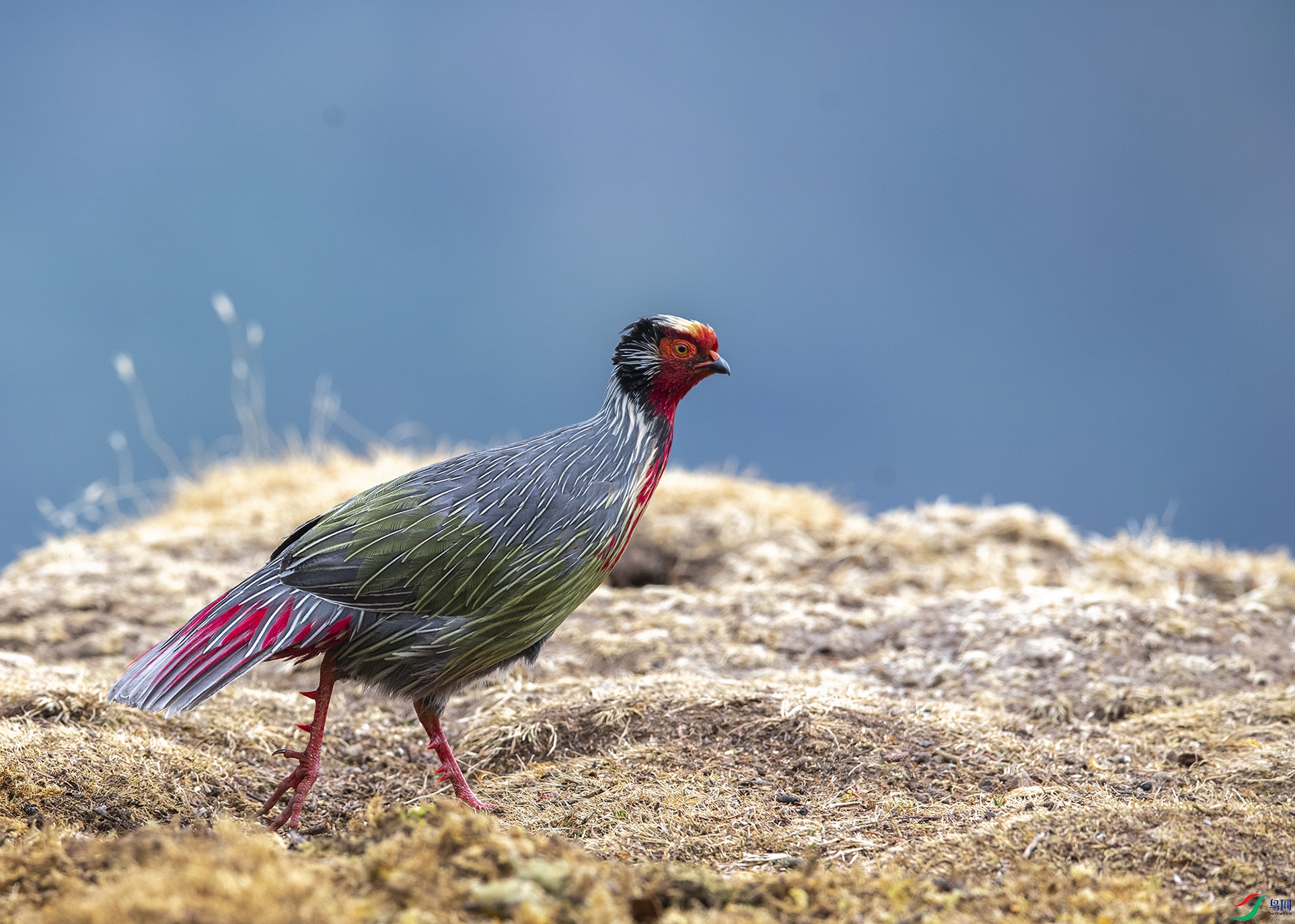 4780 ����.jpg