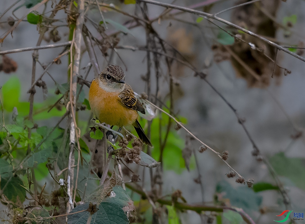DSC_4510.JPG
