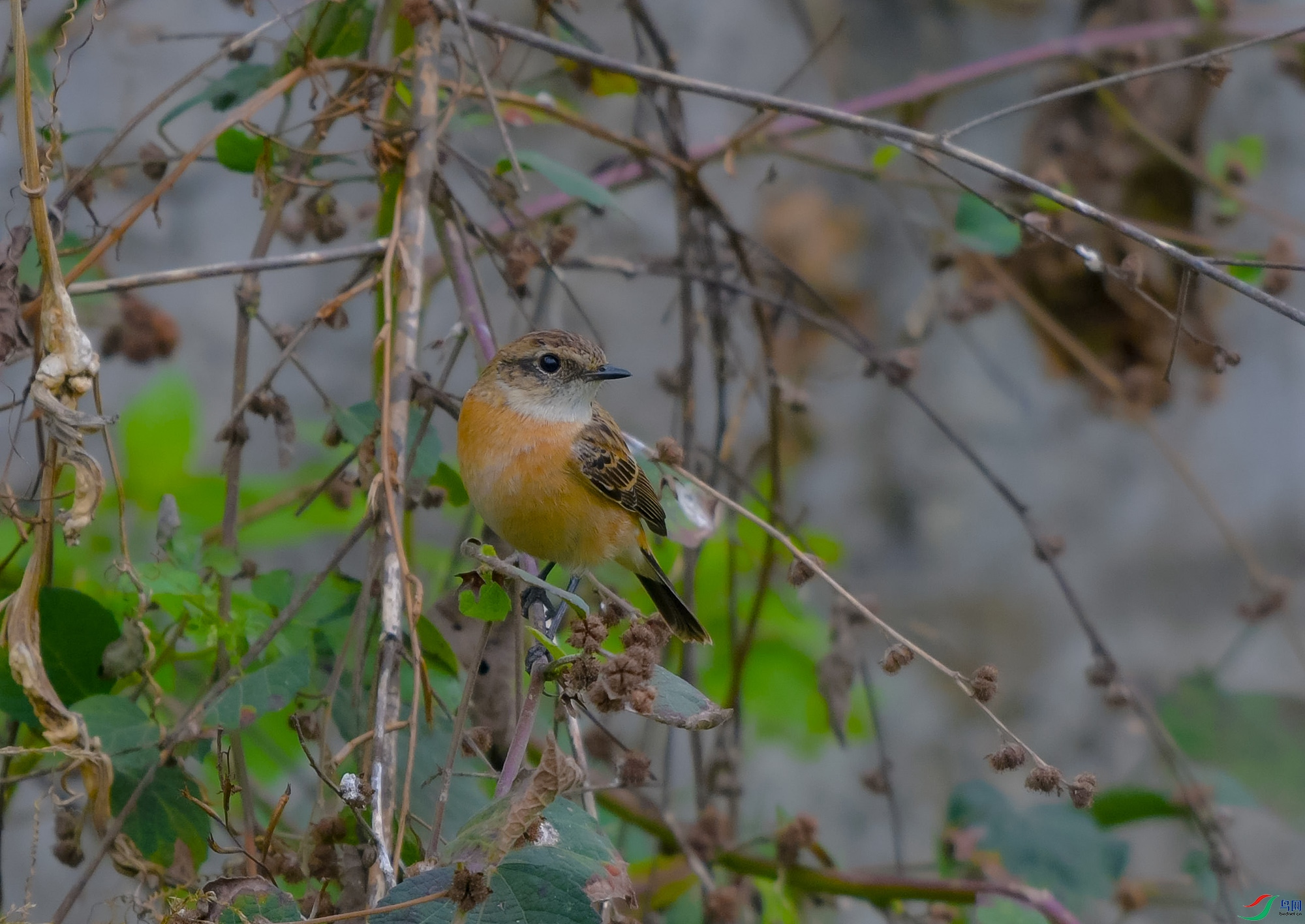 DSC_4515.JPG