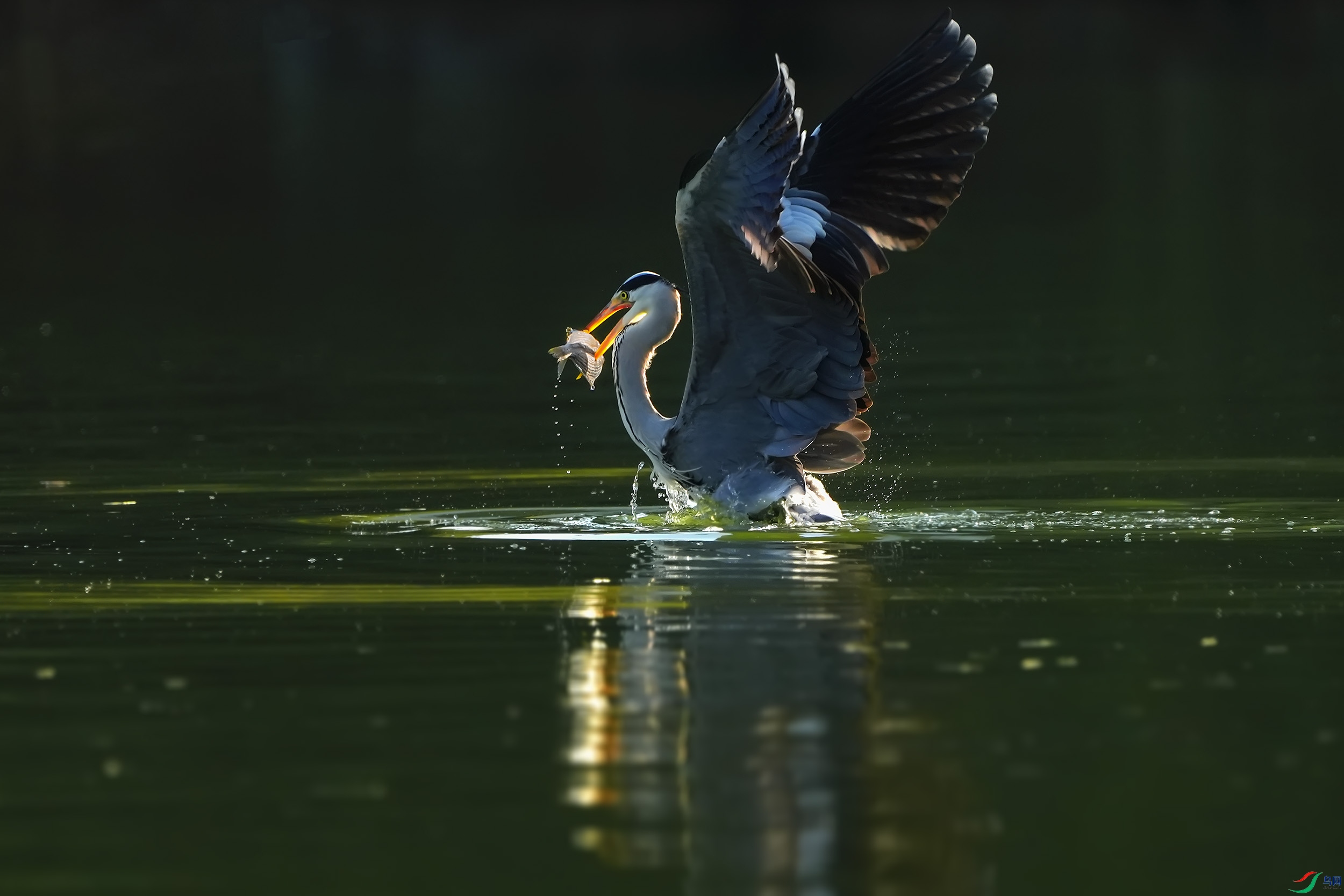 DSC00238 ����.jpg