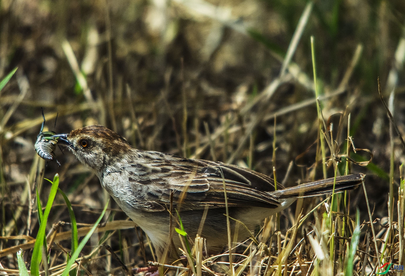 DSC_1334.jpg