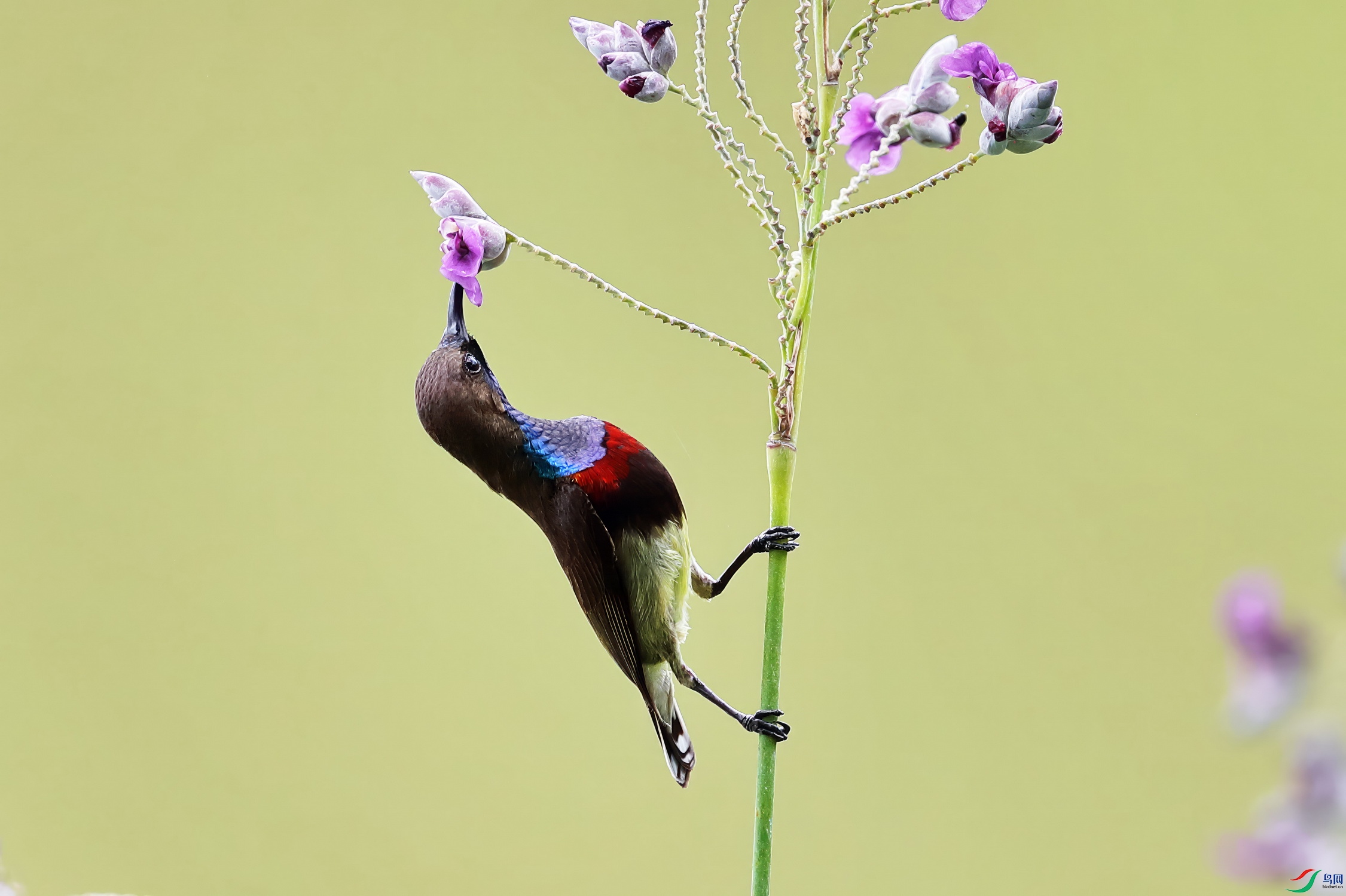 _P2I8183-topaz-enhance_������С.jpg