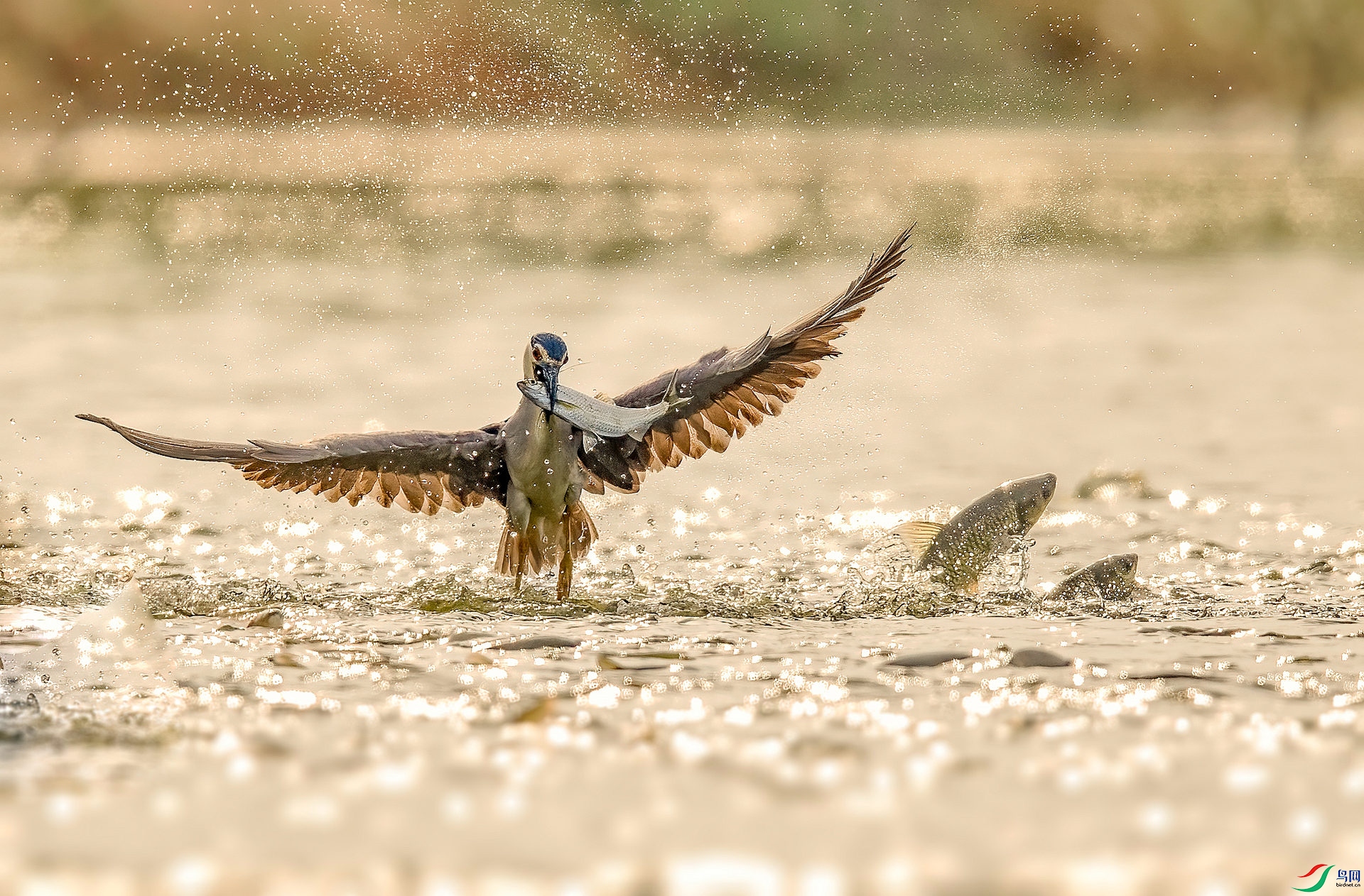 DSC_6795 ����v_����.jpg