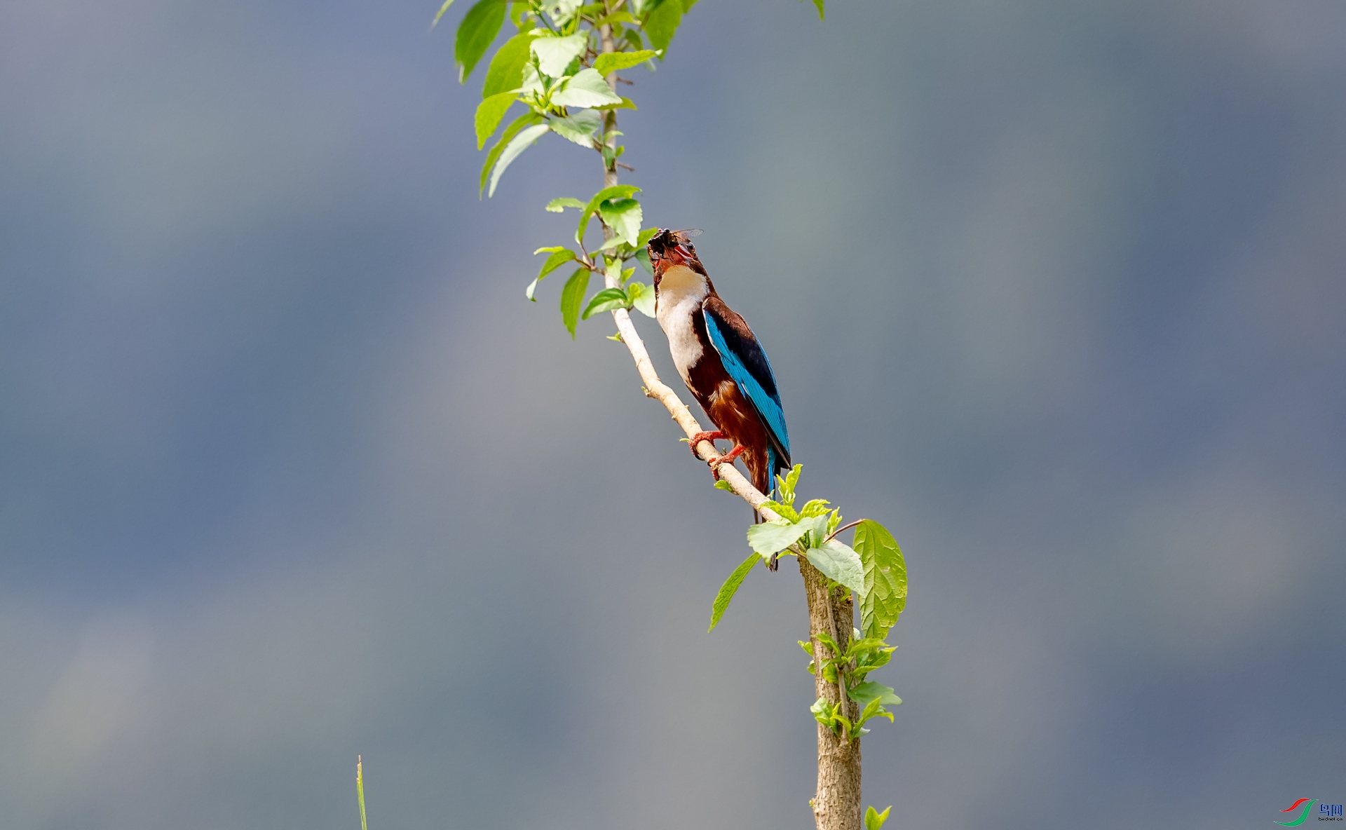 DSC_8287.jpg