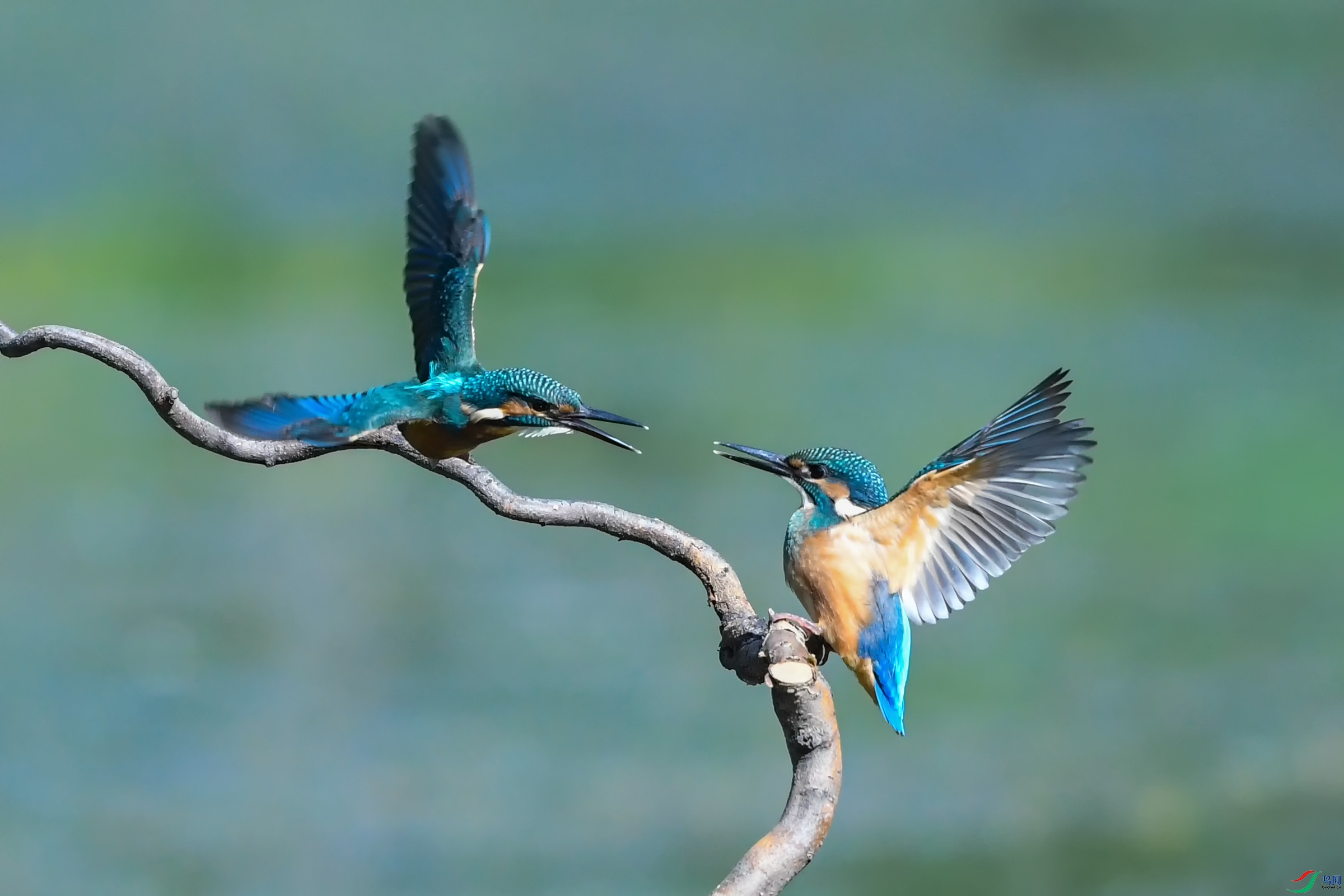 DSC_8952-����ǿ.jpg