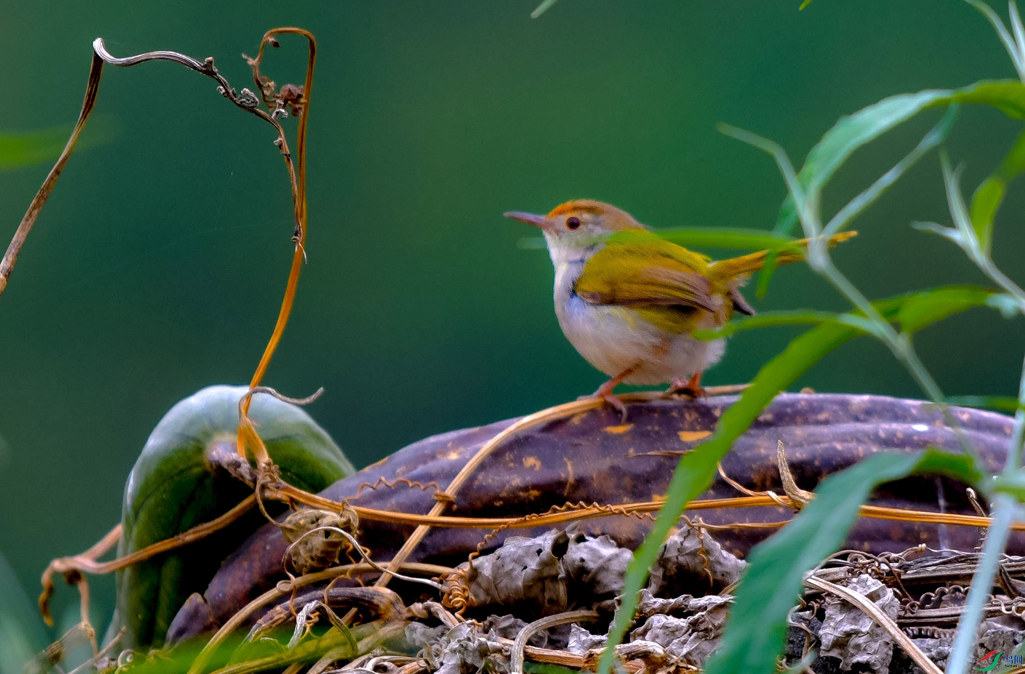 DSC_4034.JPG