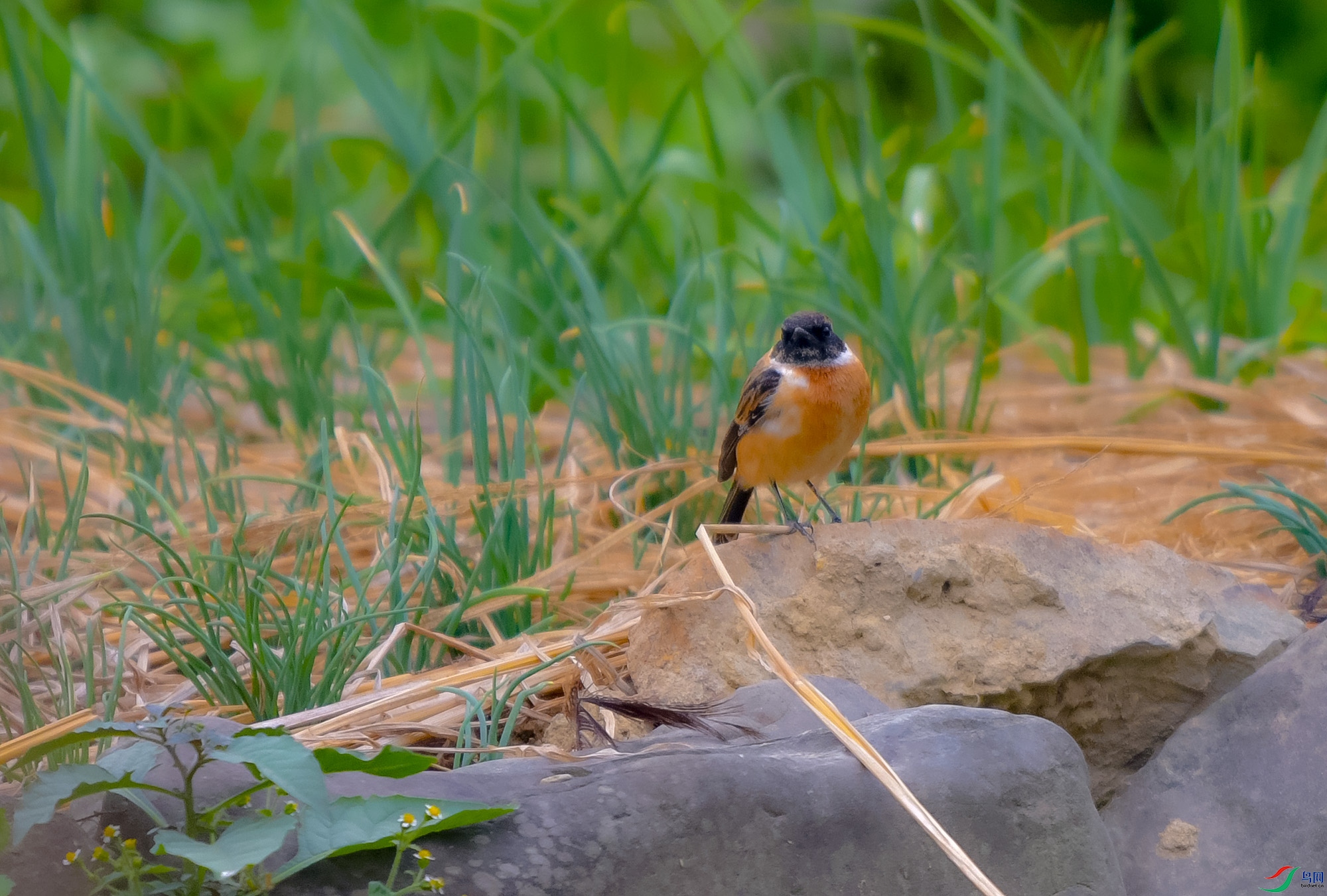 DSC_4681.JPG