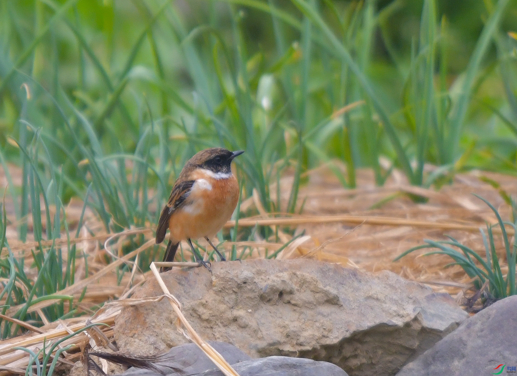 DSC_4686.JPG