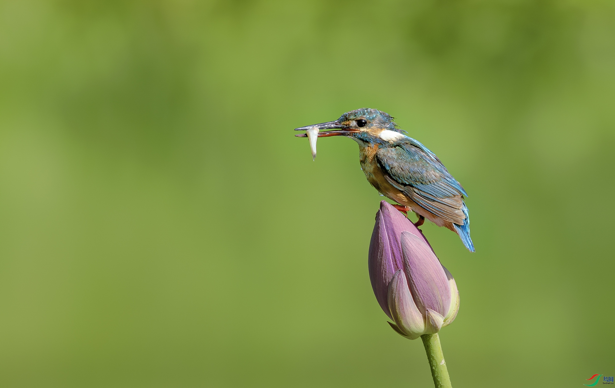 055A1091-����ǿ-NR ���� 2.jpg