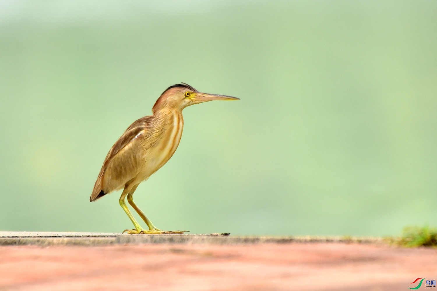 DSC_8785.JPG
