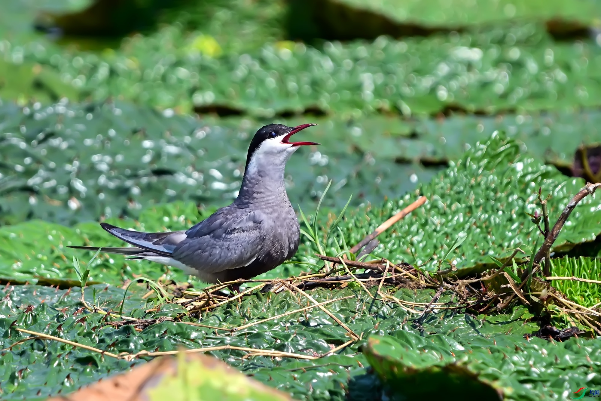 DSC_1246.jpg
