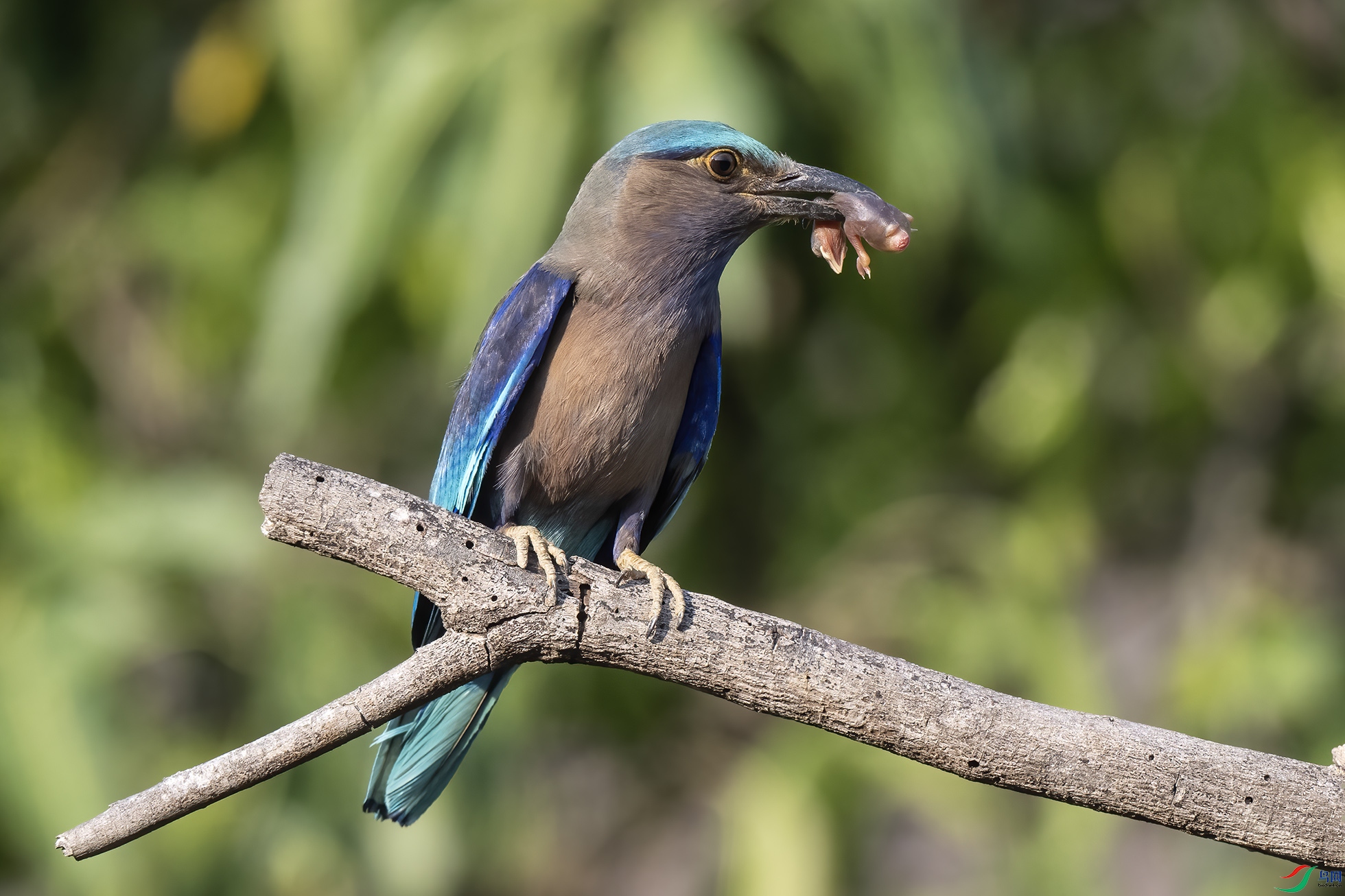 DSC_0934������С�� ������Сͼ��.jpg