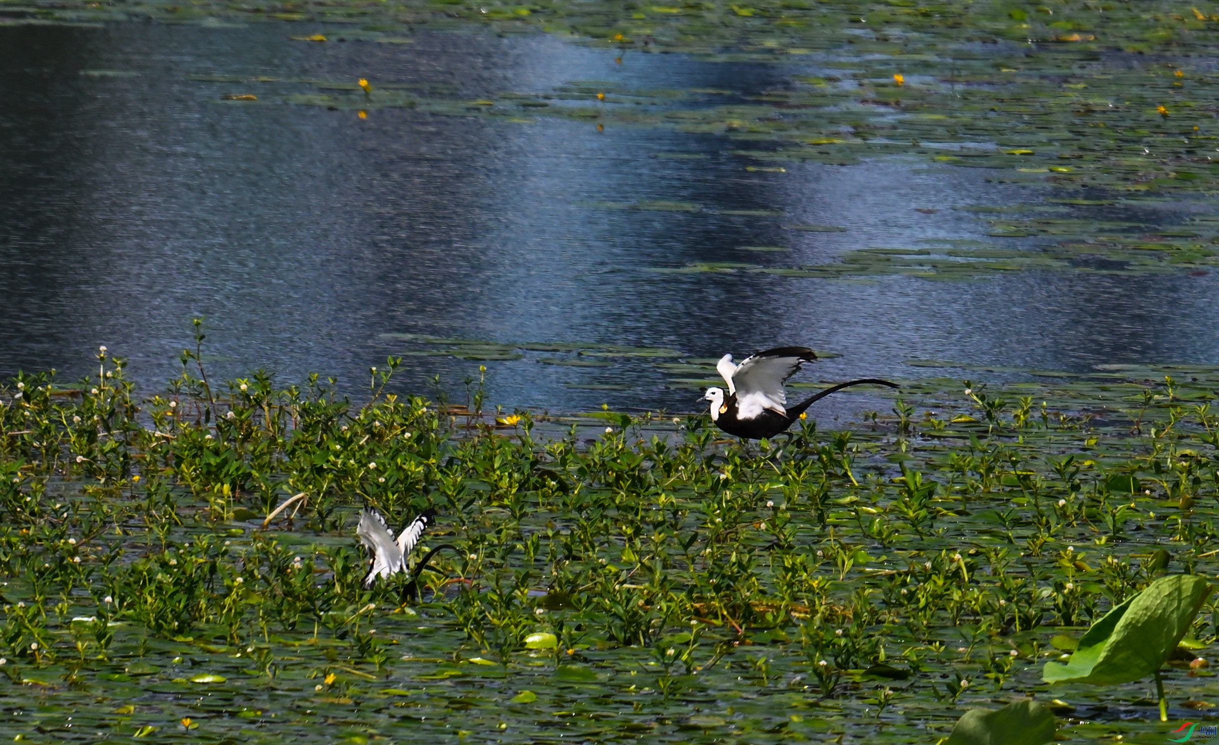 DSC_2486 ����.jpg