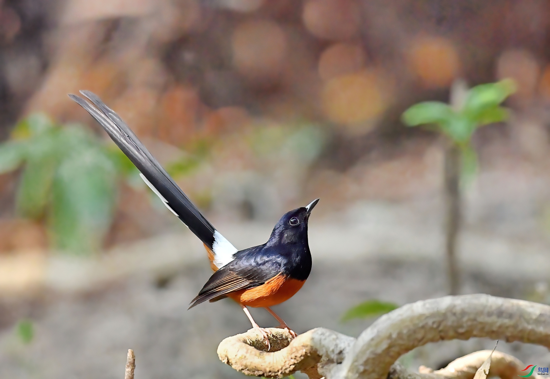DSC_2866-DeNoiseAI-low-light_01.JPG