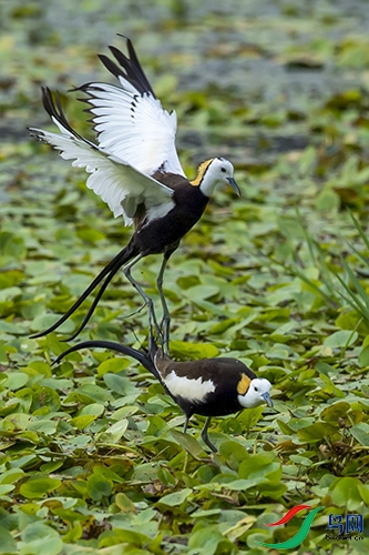 ˮ������ǰϦ�Ļ���