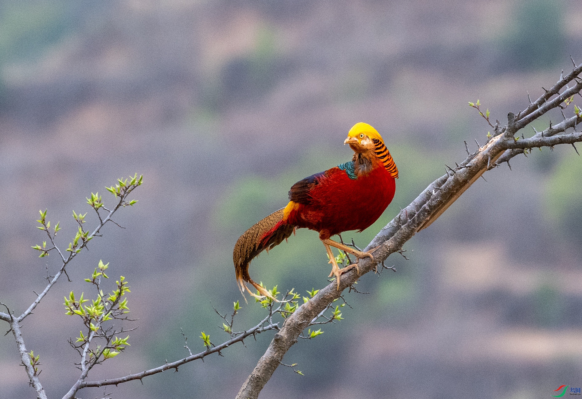 DSC_6333.jpg